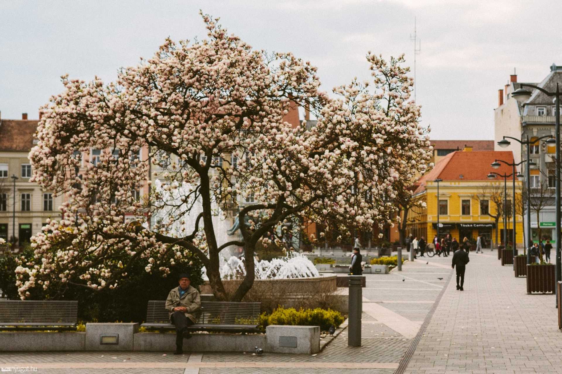 Az egyik leghíresebb szombathelyi tlipánfa a Fő téren