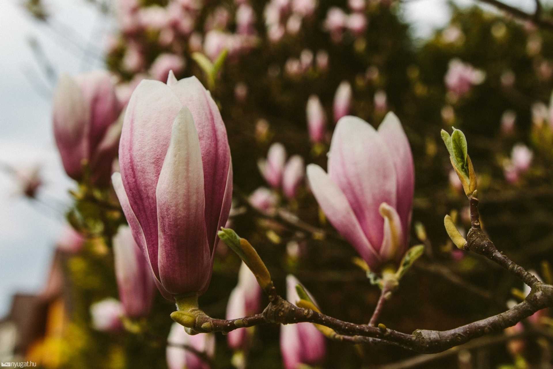 Tulipánfa - Szabó Imre utca