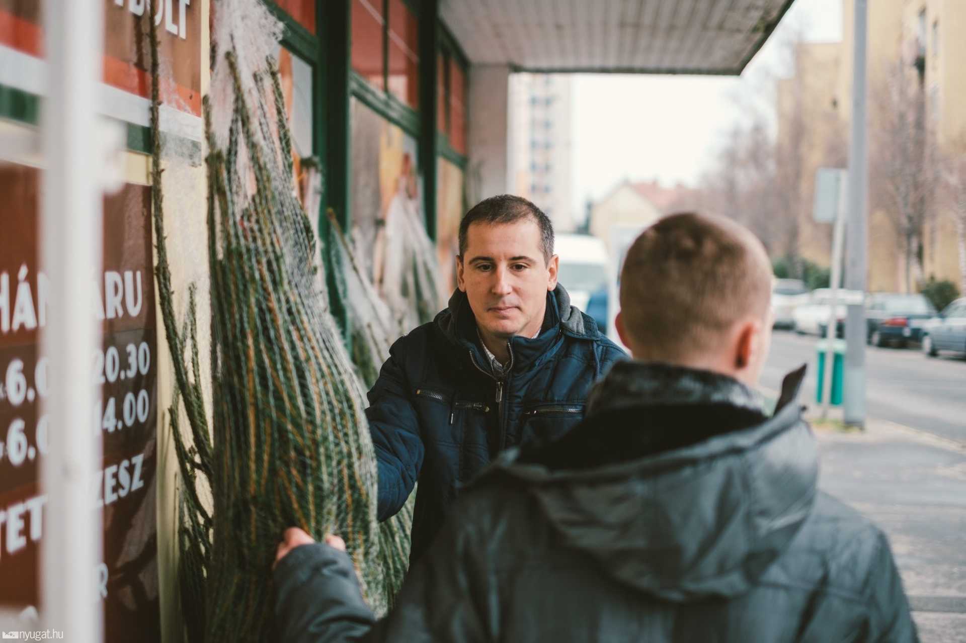 Fenyőfaosztás