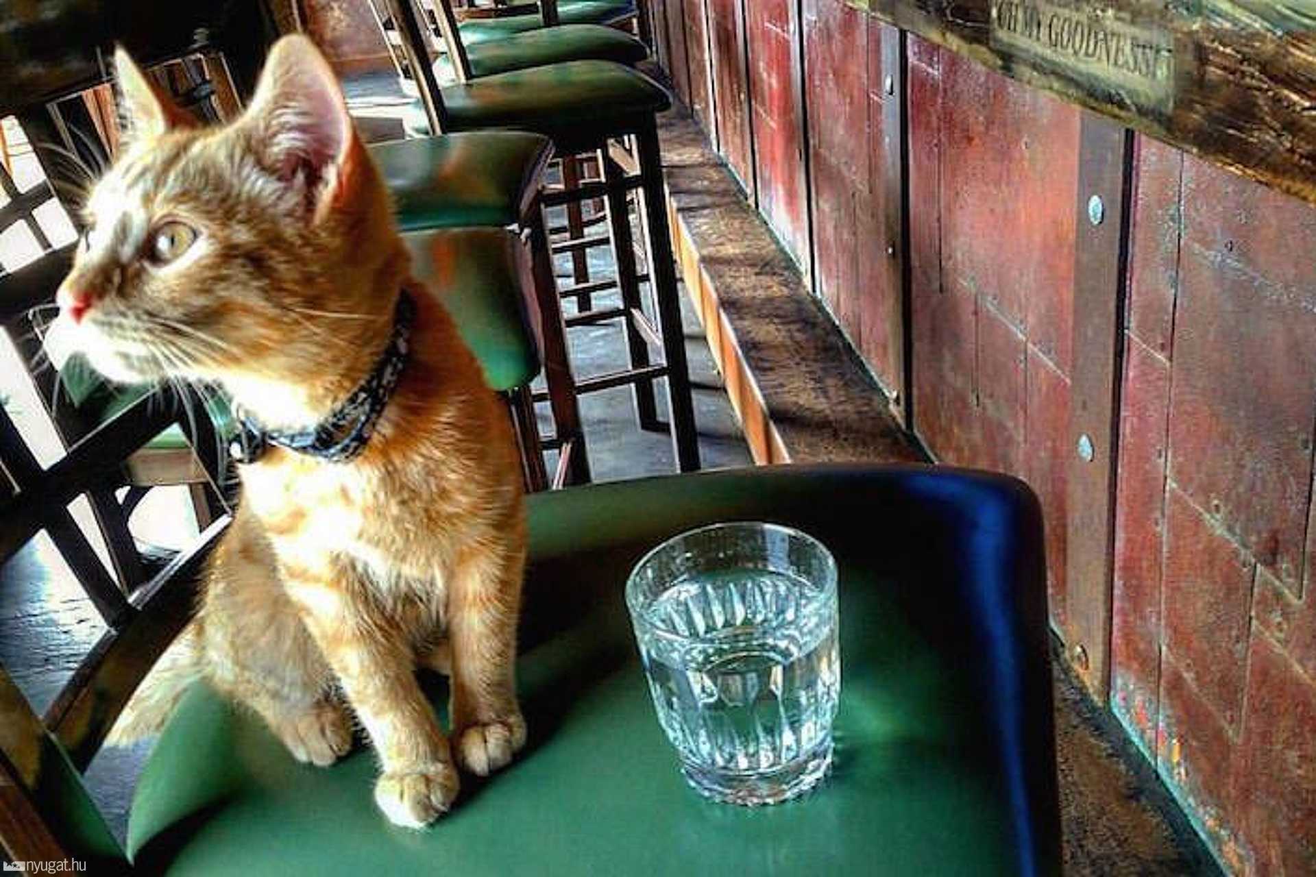 Pat Doody és Party Cat kalandjai