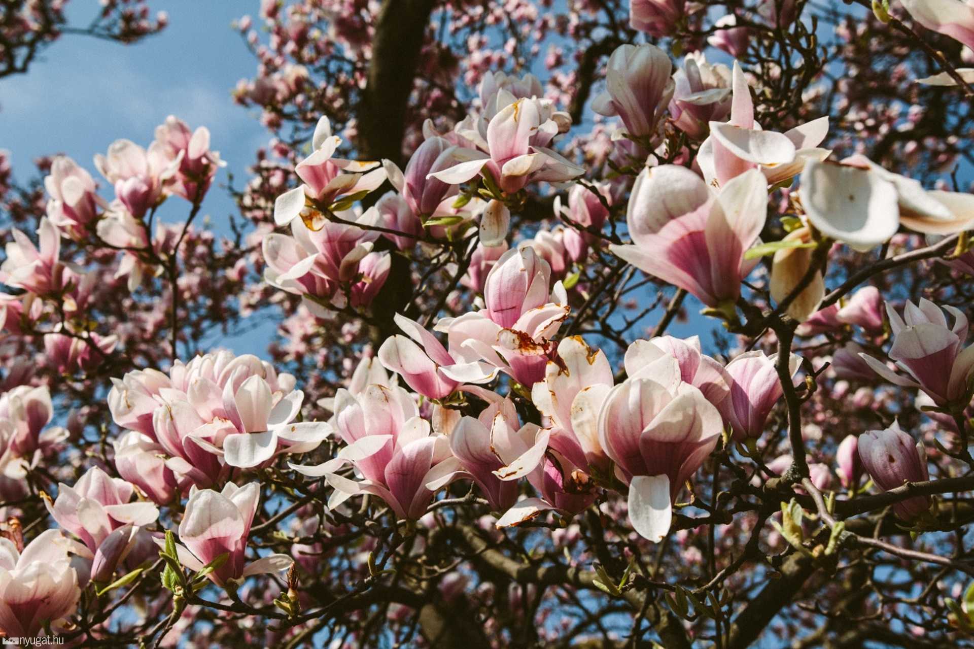Virágzik a tulipánfa