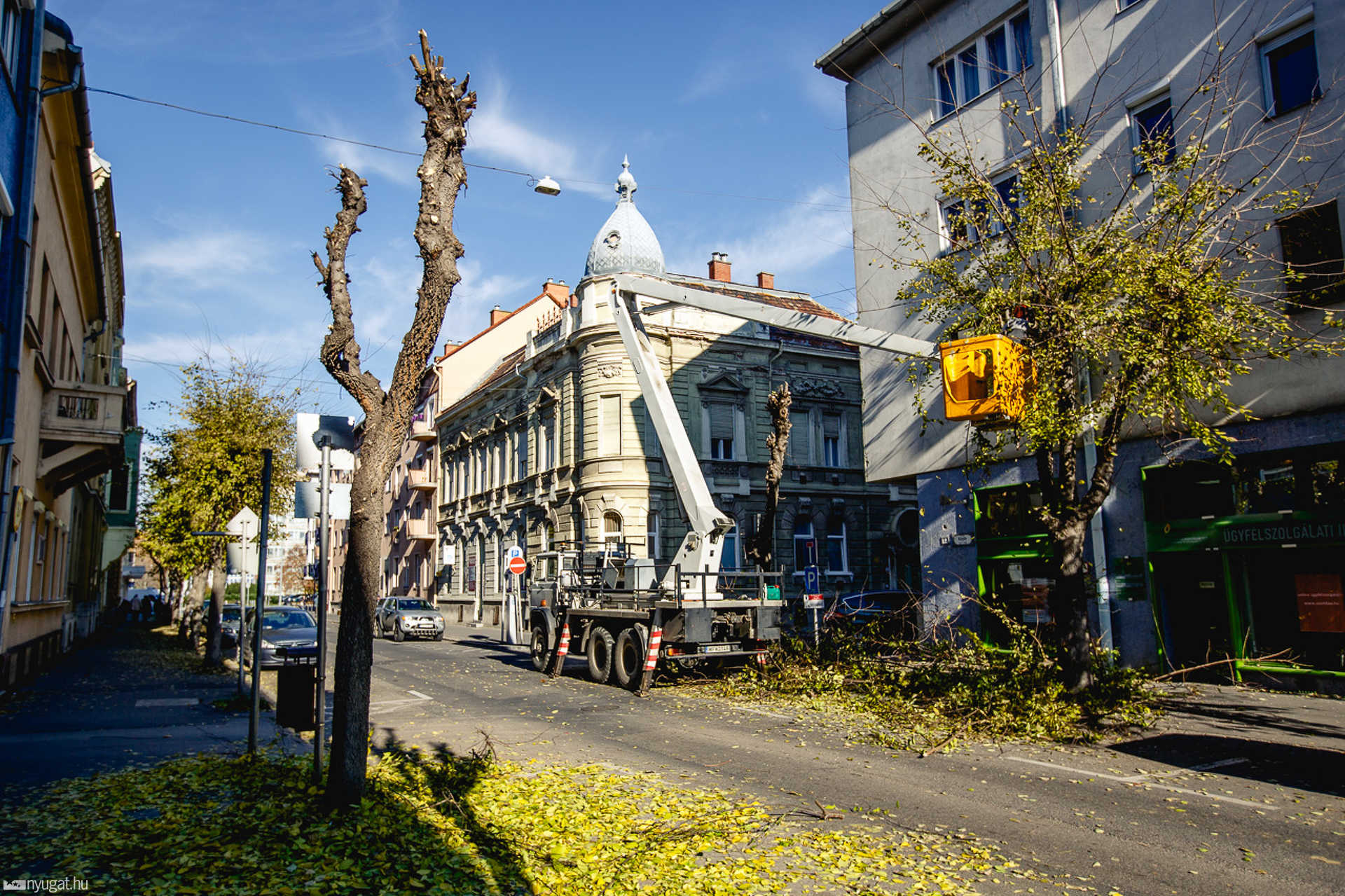 Metszik a fákat a Király utcában