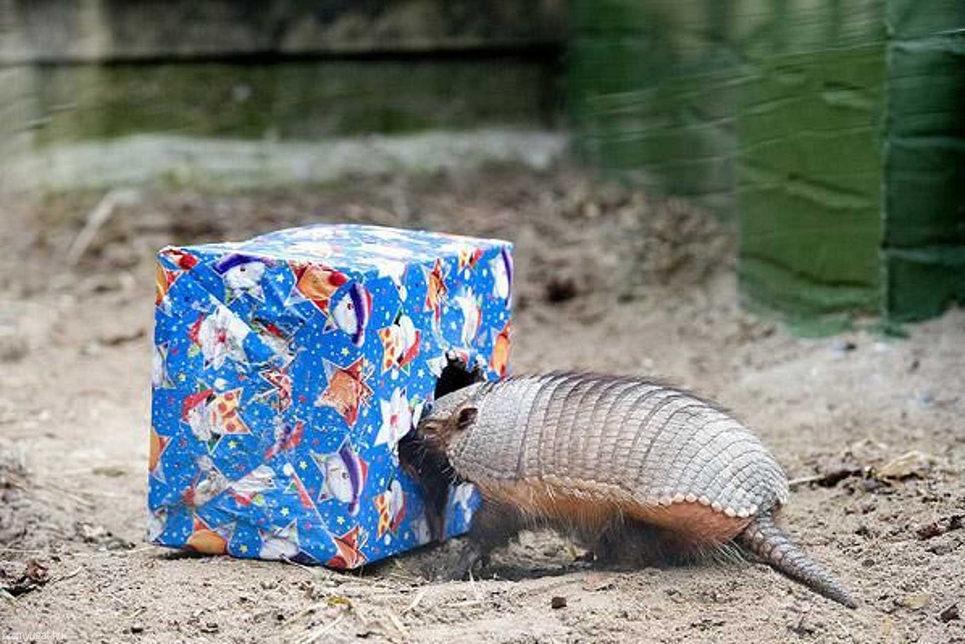 Karácsony Cukiságországban 