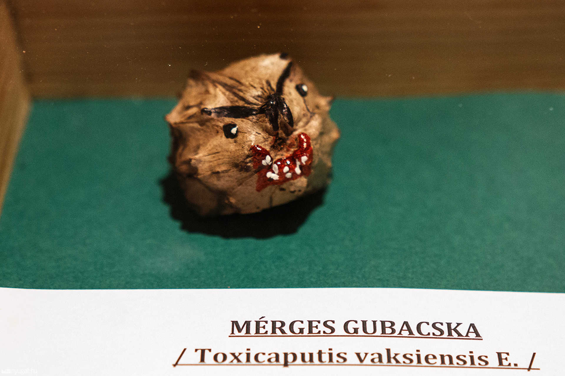 Favicc - kiállítás az arborétumban