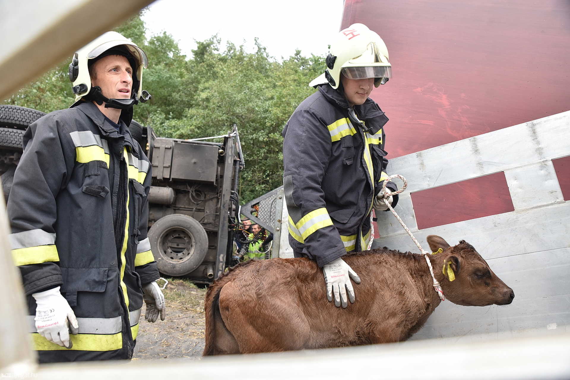 176 borjú borult fel a lengyel kamiononnal Balogunyomnál, a 86-oson