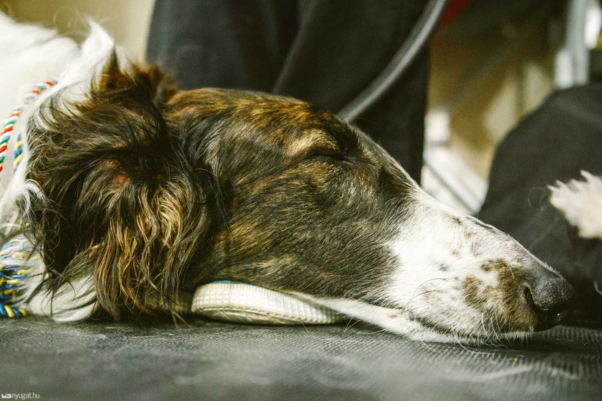 CACIB Kutyakiállítás 2014