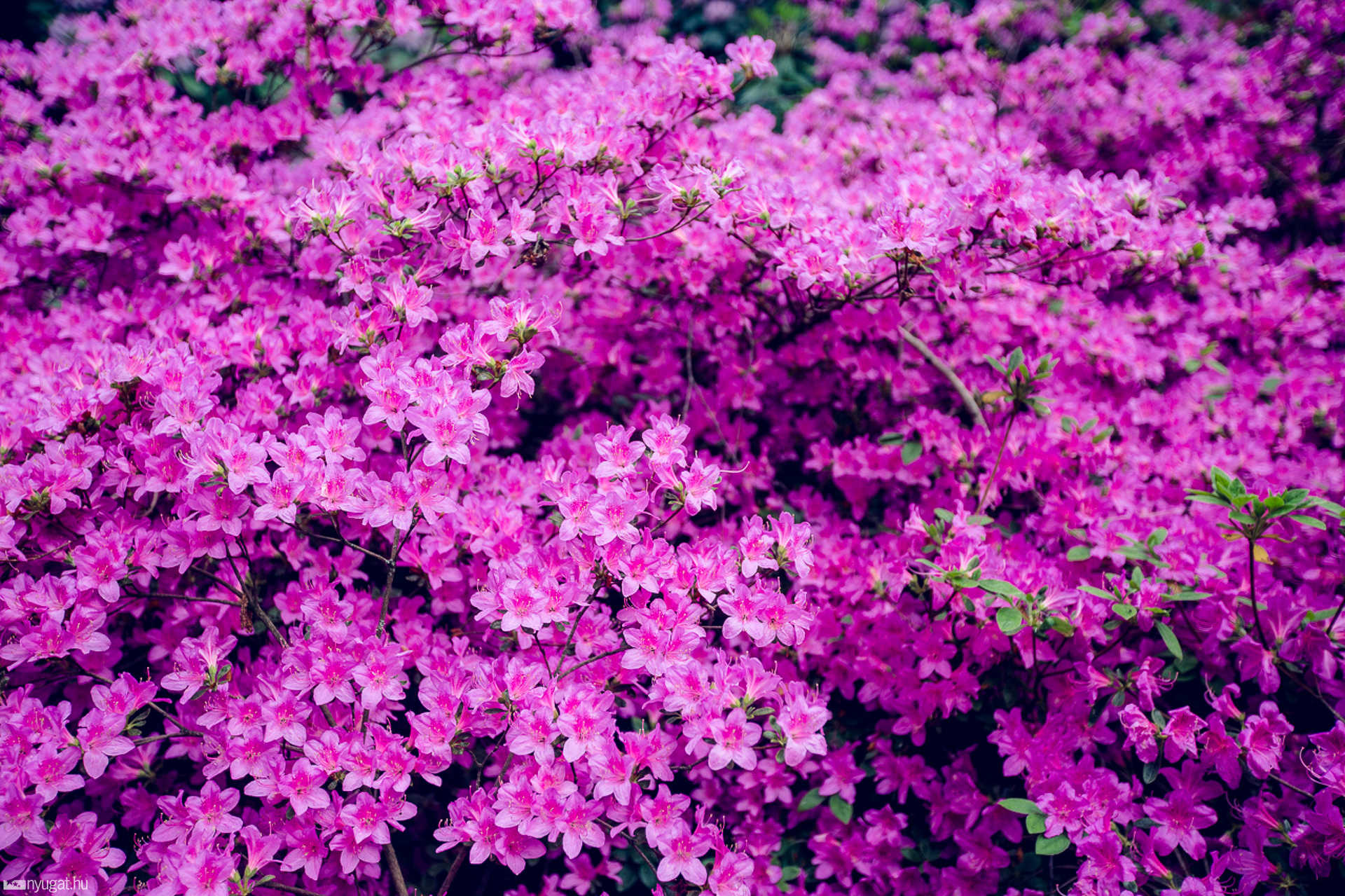 Virágzik a rhododendron a Jeli Arborétumban