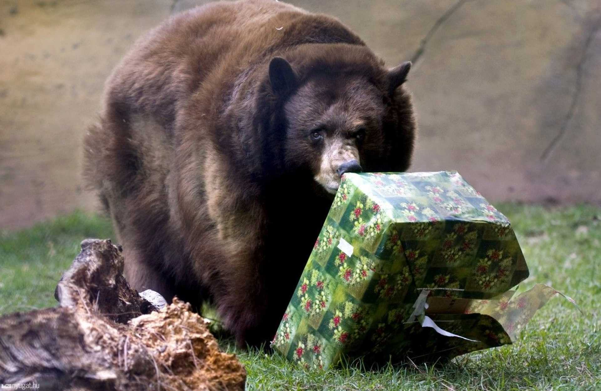 Karácsony Cukiságországban 