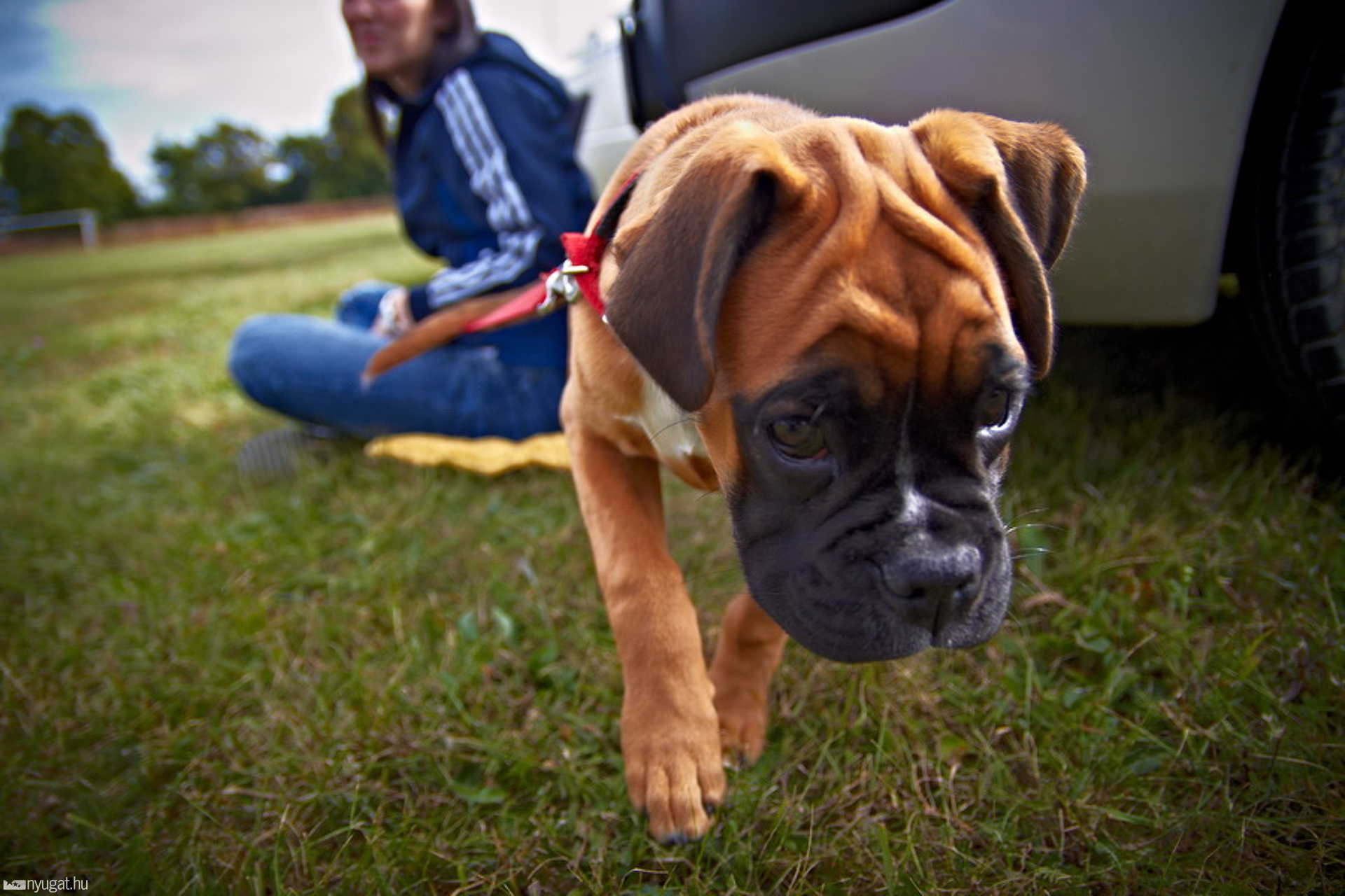 Boxer Kiállítás