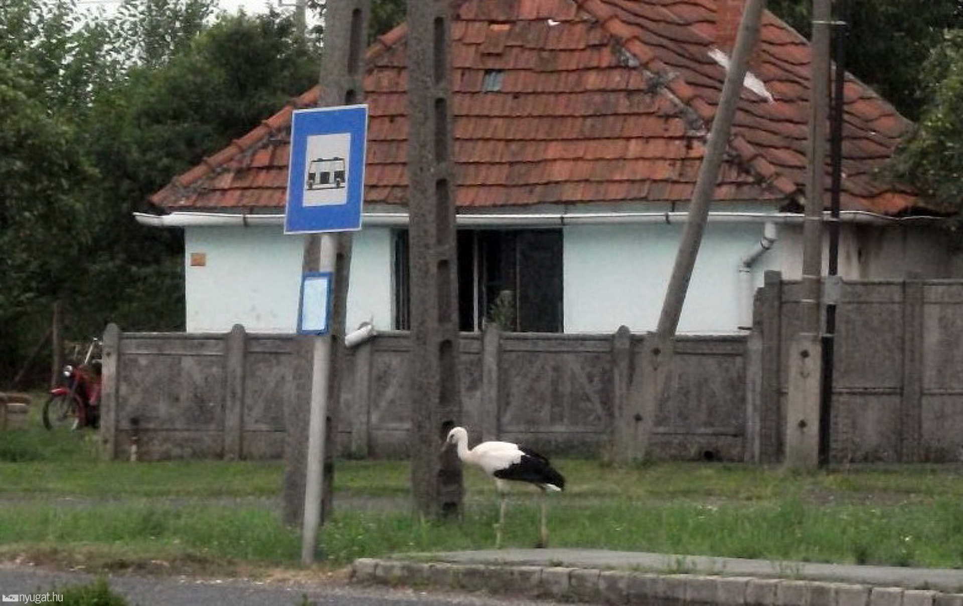 A 86-os főút mellé szállt le a kisgólya