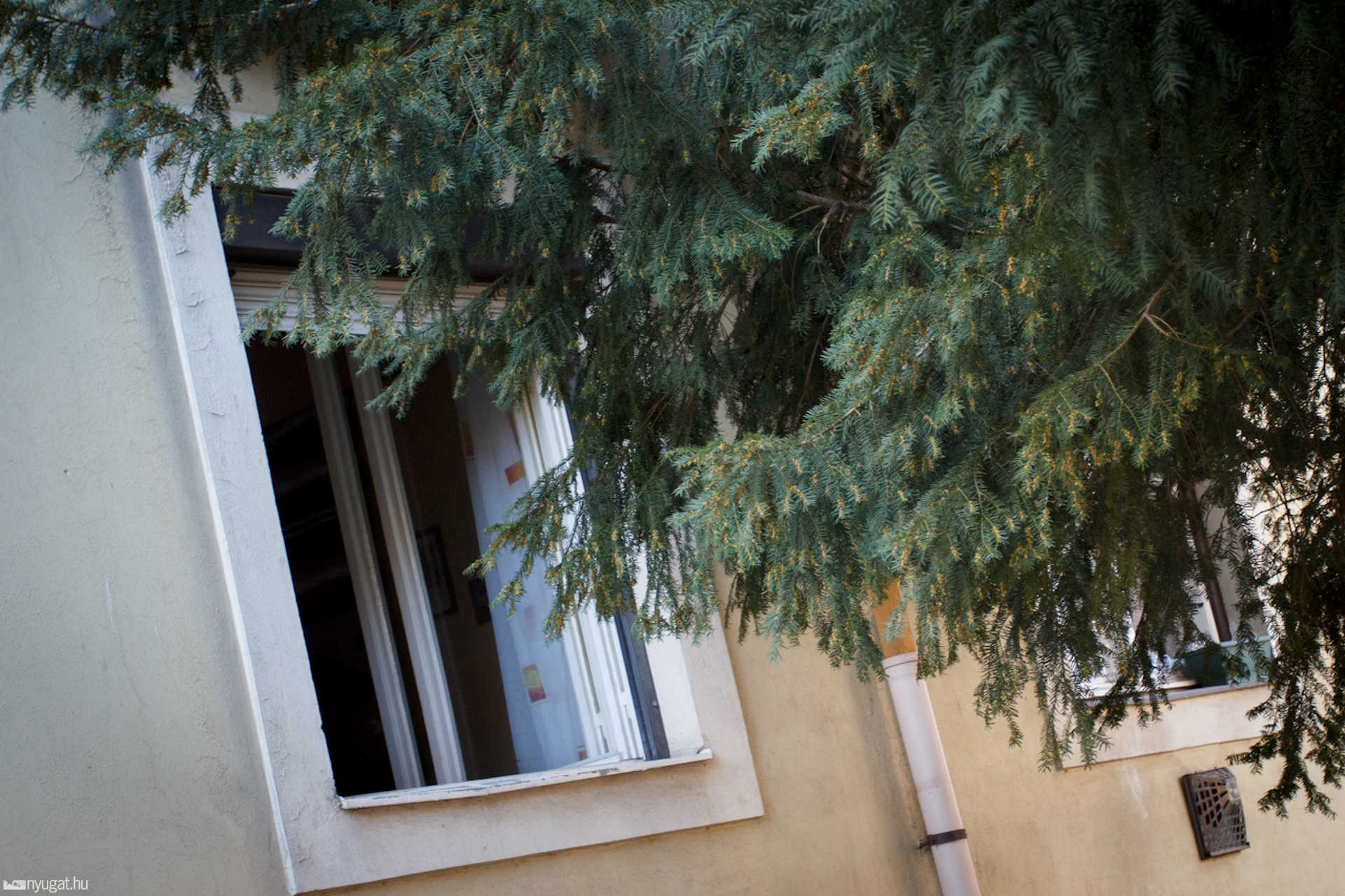 Elhanyagolt tiszafa a Liszt Ferenc utcában