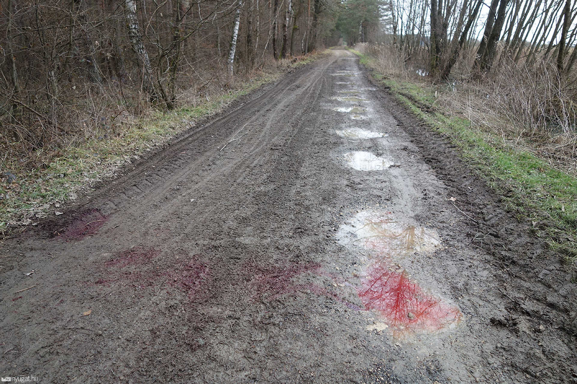 Állati tetemek vadászat után