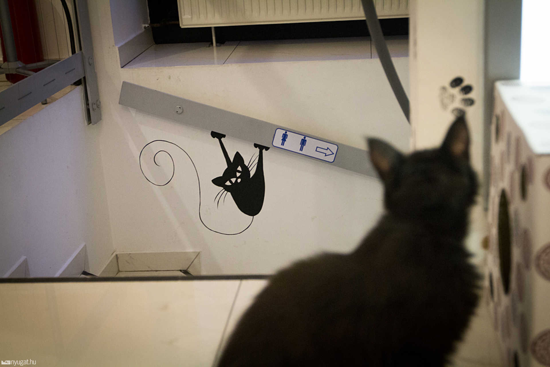 Cat Café Budapest