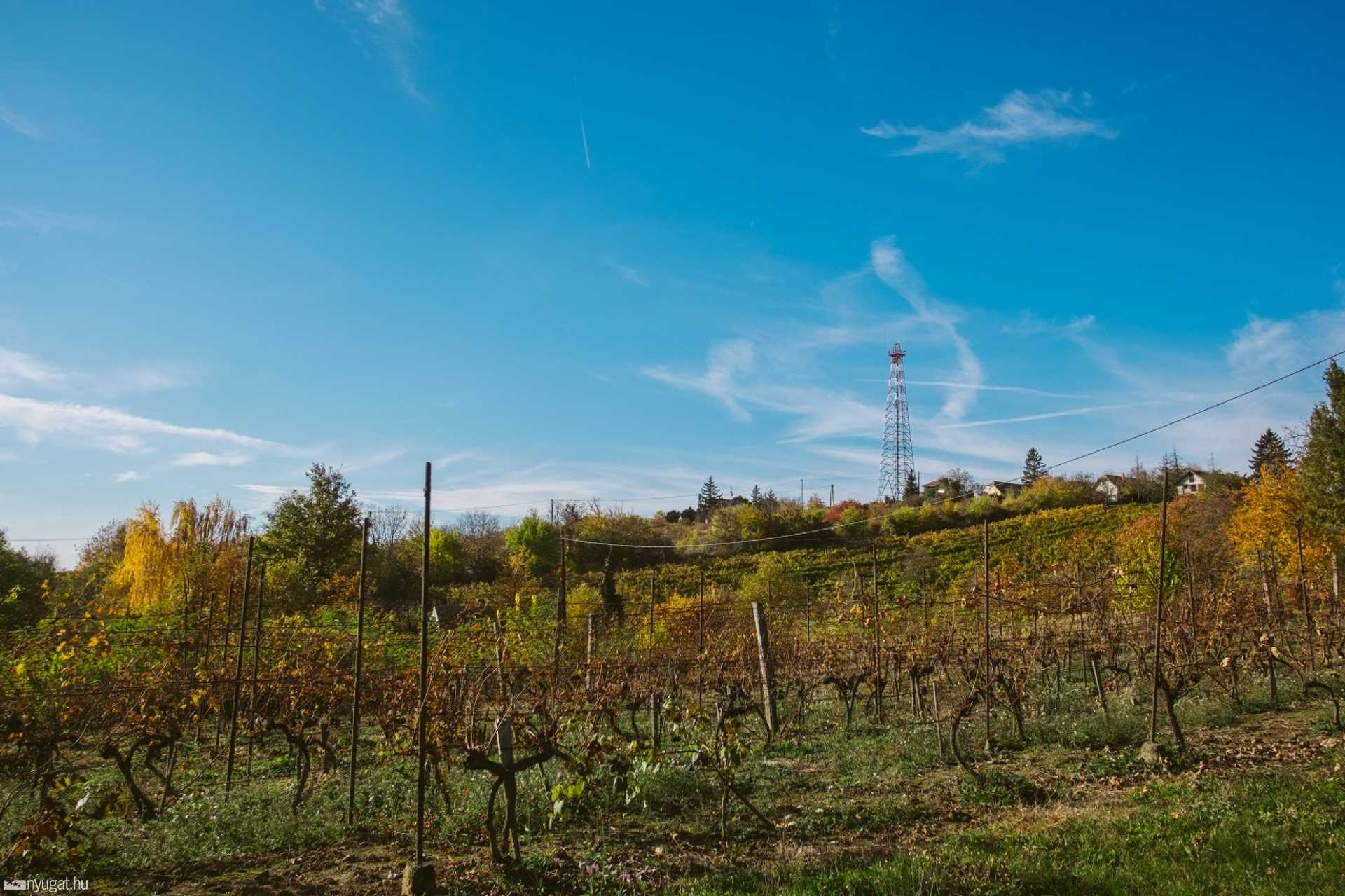 Ősz a kissomlyói hegyen