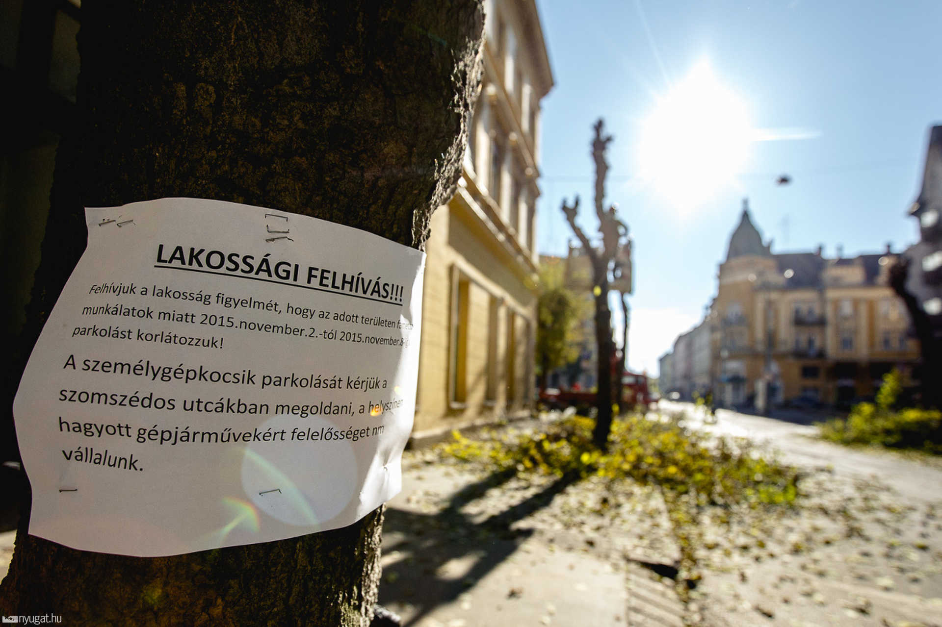 Metszik a fákat a Király utcában