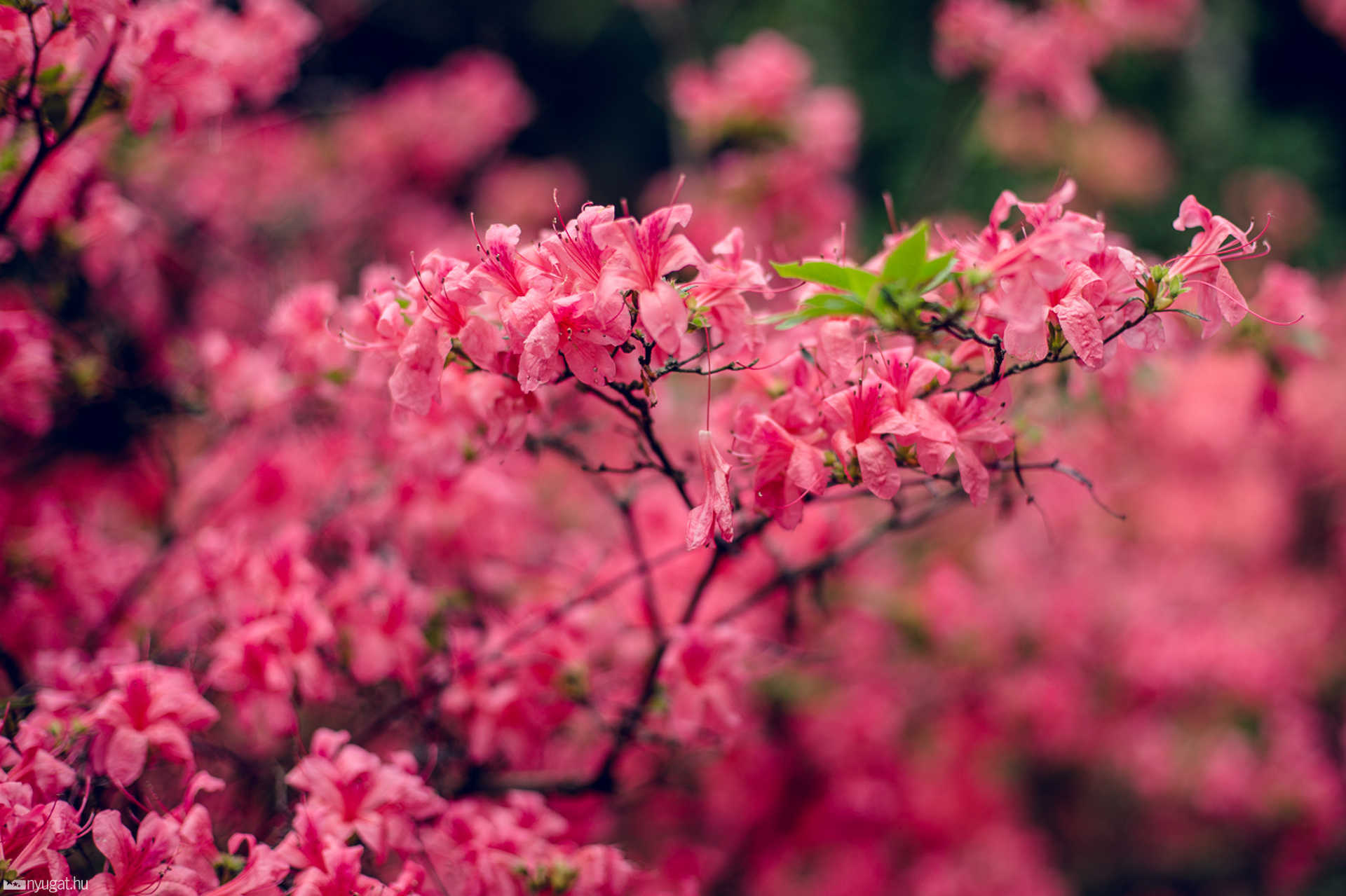 Virágzik a rhododendron a Jeli Arborétumban