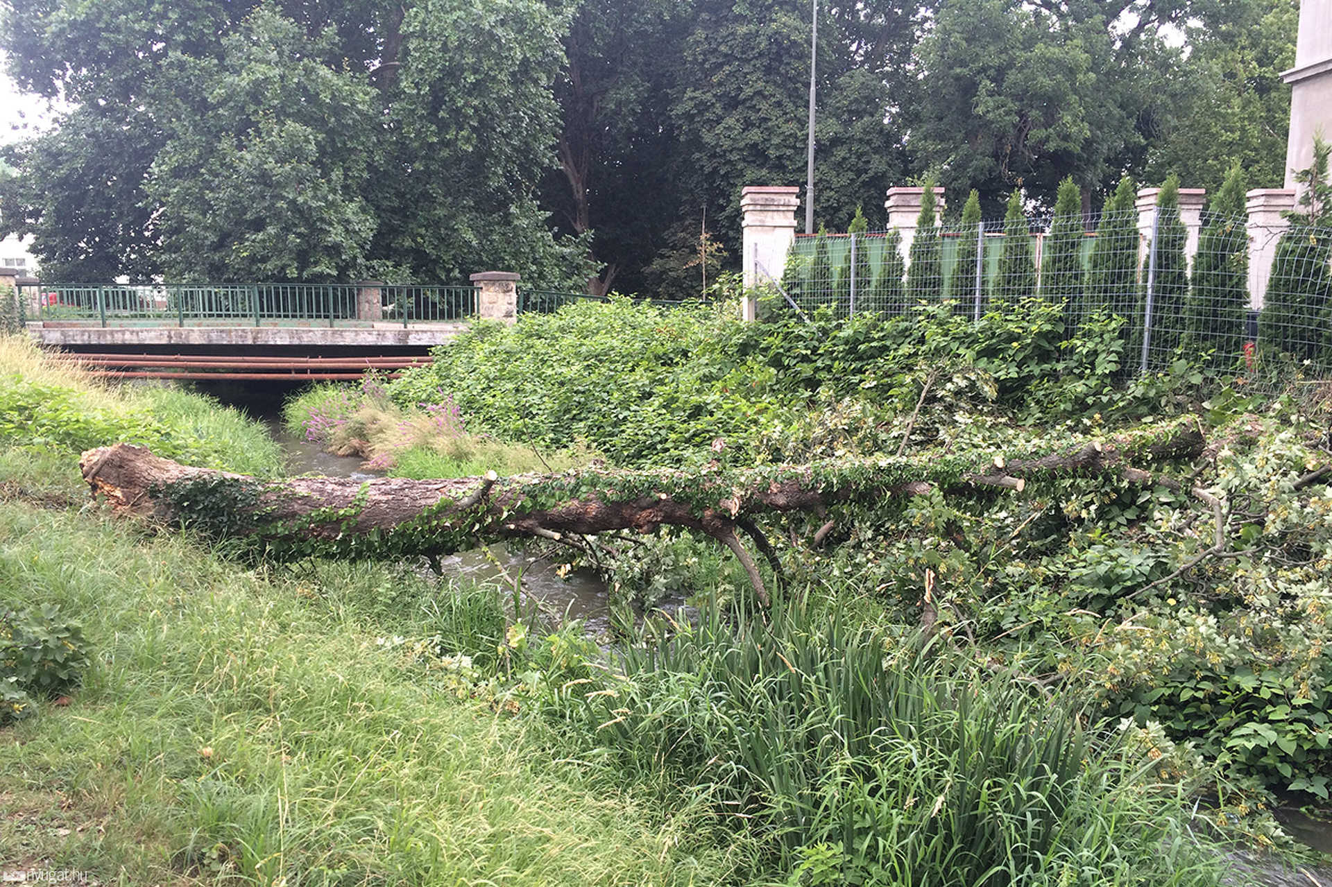 Kidőlt fa a Gyöngyös felett