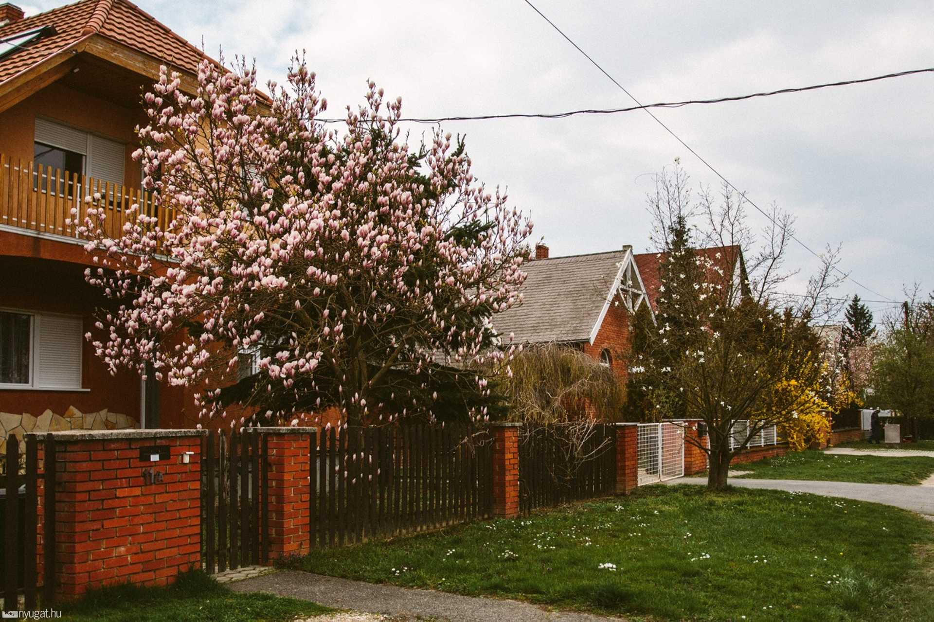 Tulipánfa - Tulipán utca