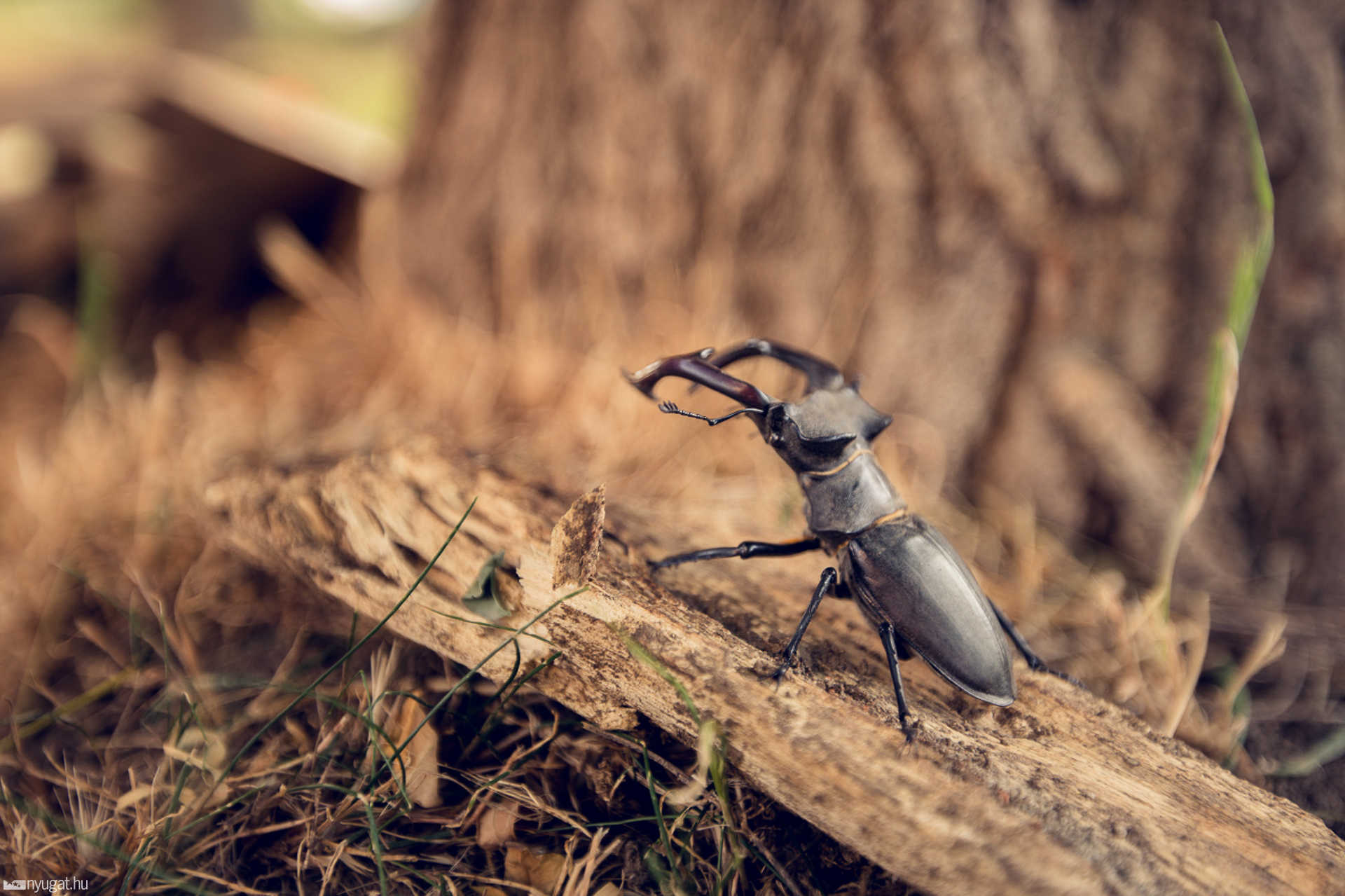 Megmaradnak a Szent Gellért utcai fák
