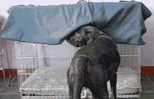 vicces gif
