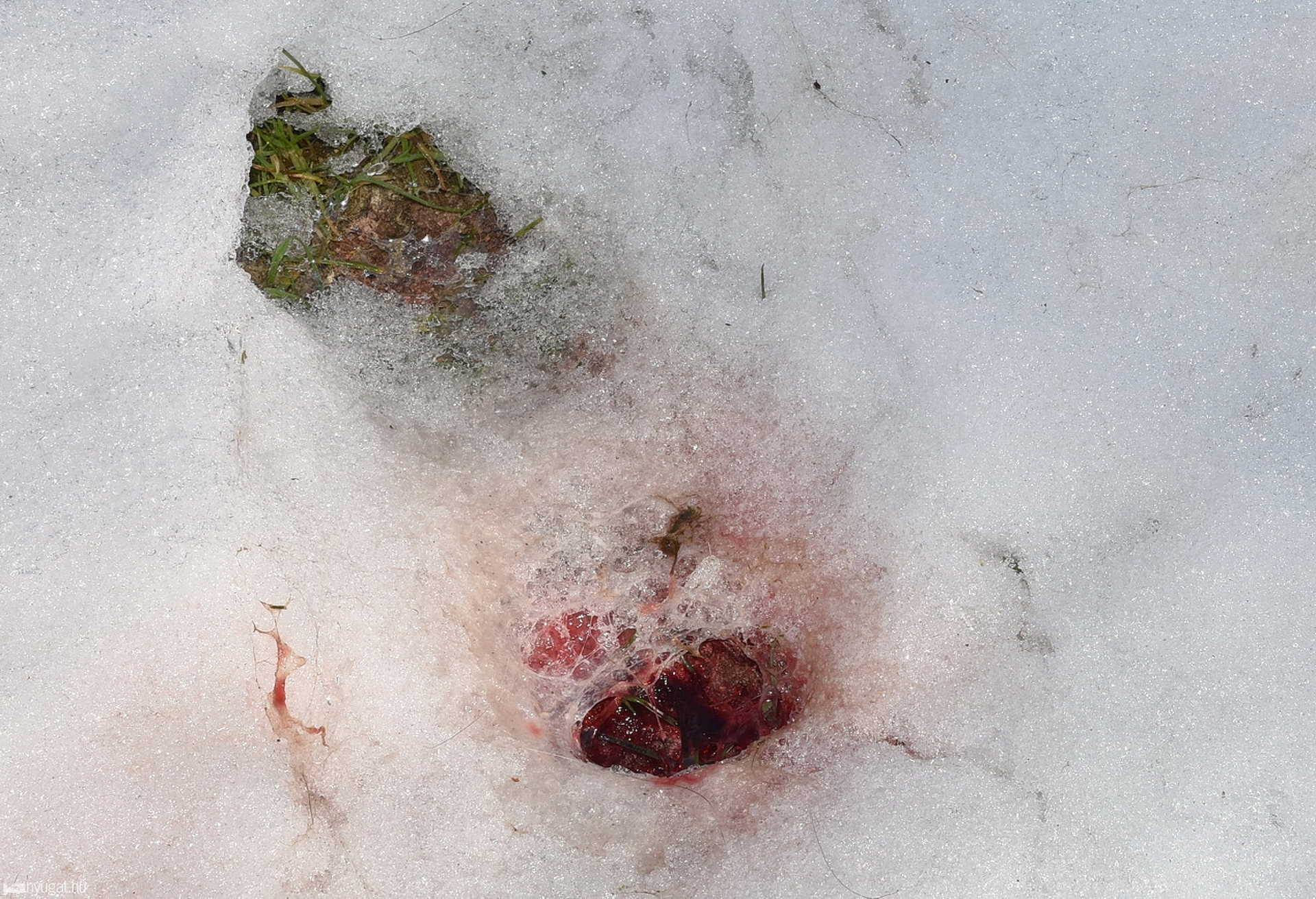 Vadat, vagy vadakat lőtt ki ismeretlen a jáki focipályán