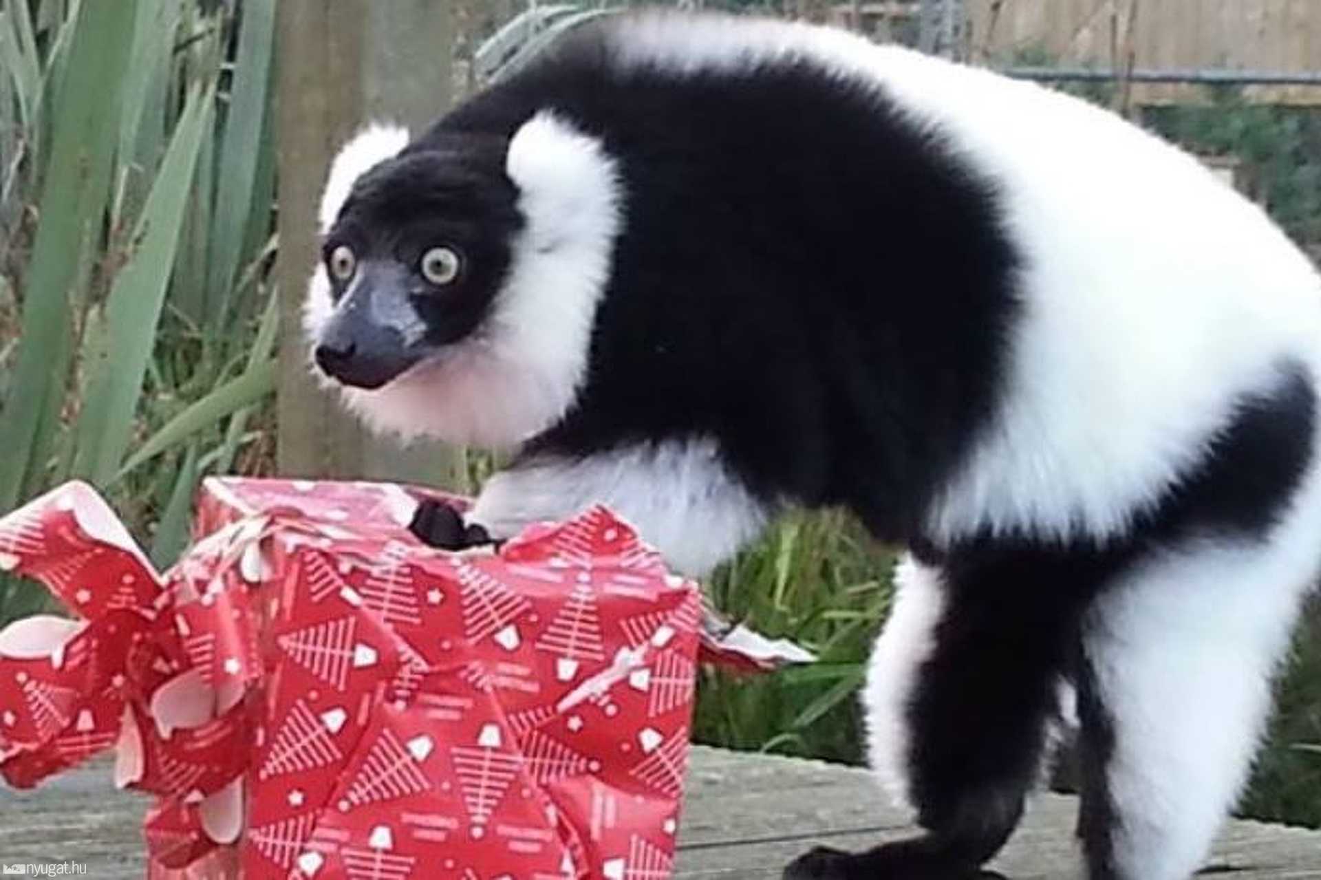 Karácsony Cukiságországban