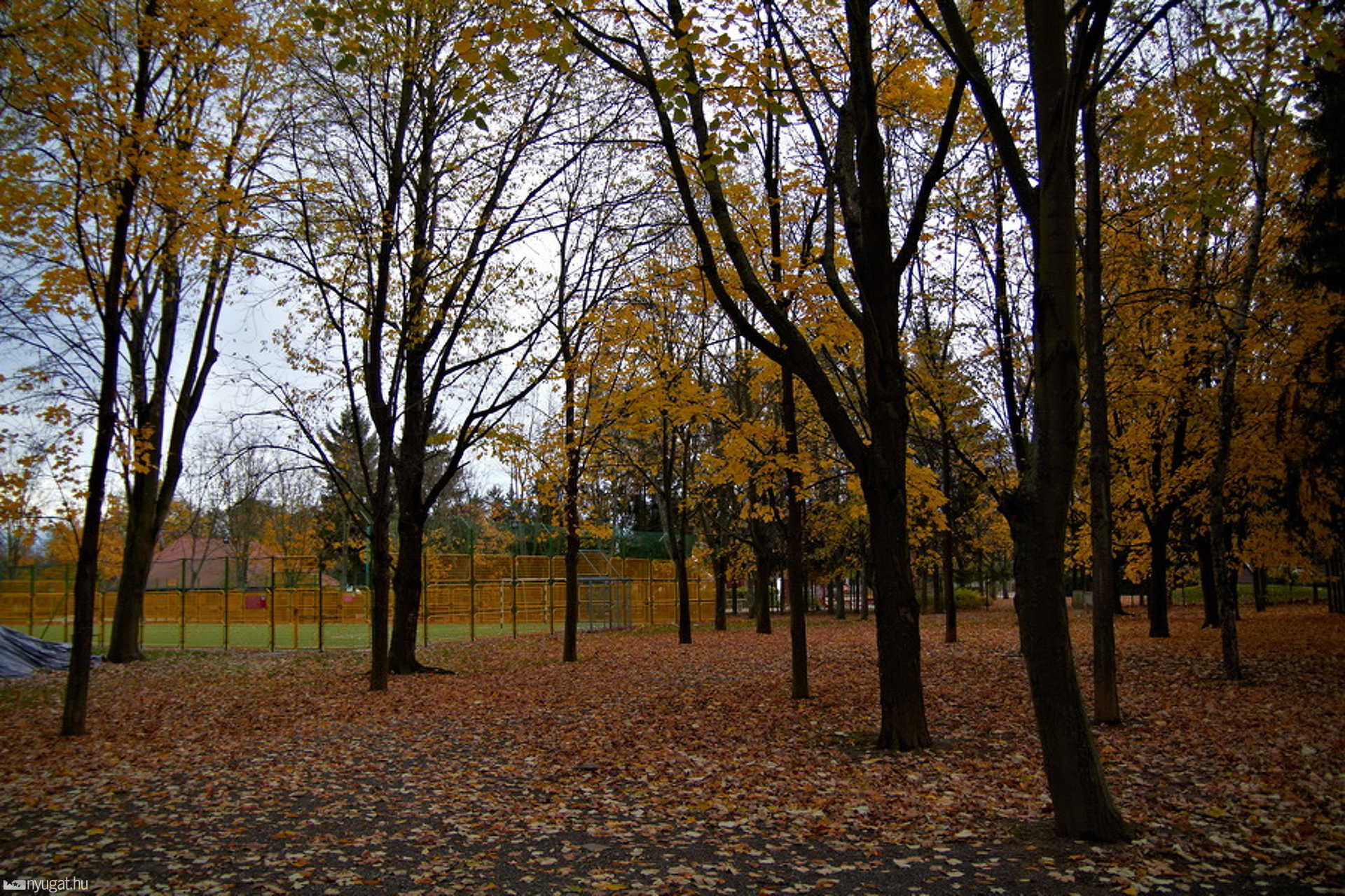 Sportliget
