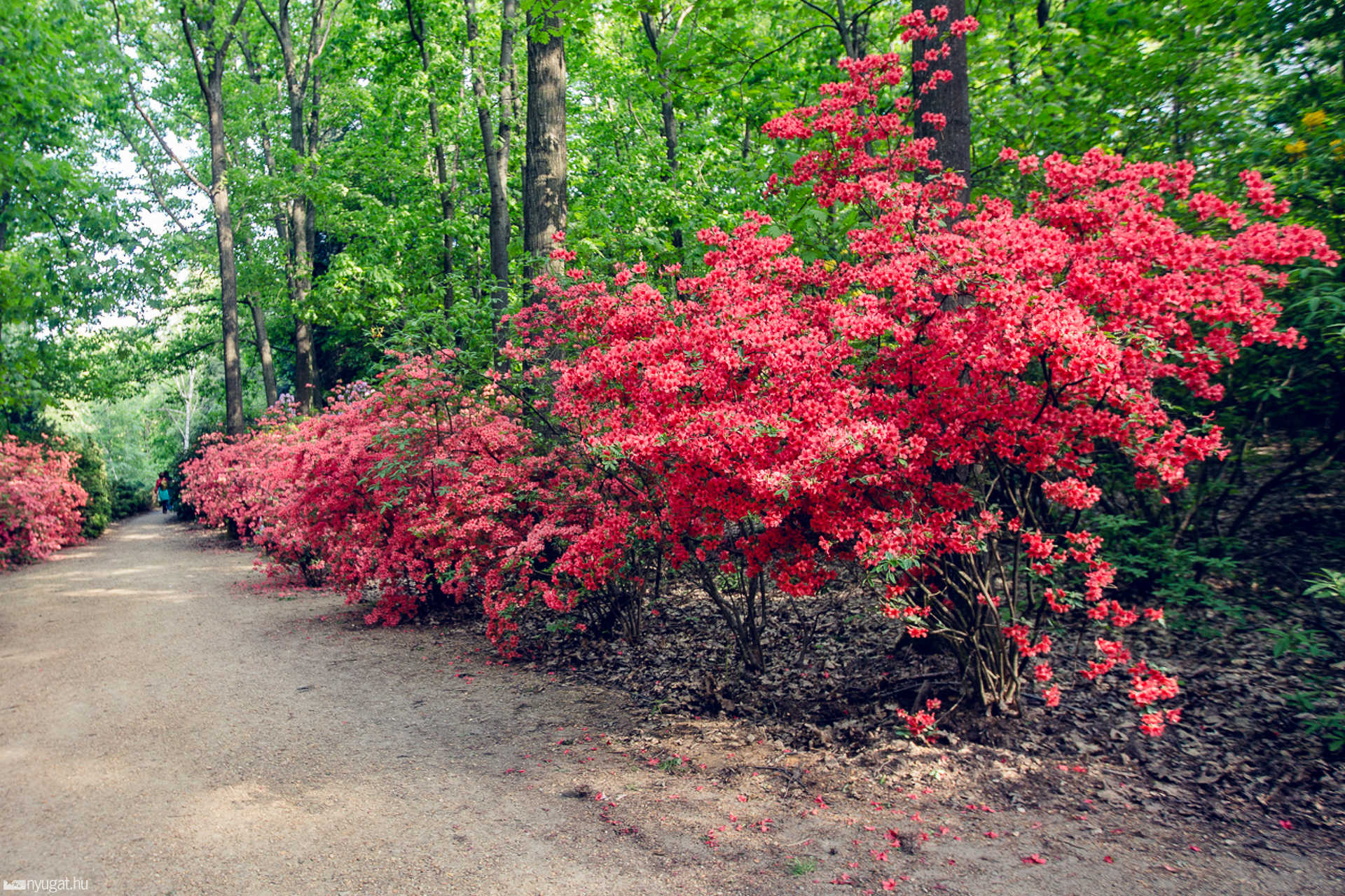 Virágzik a rhododendron a Jeli Arborétumban
