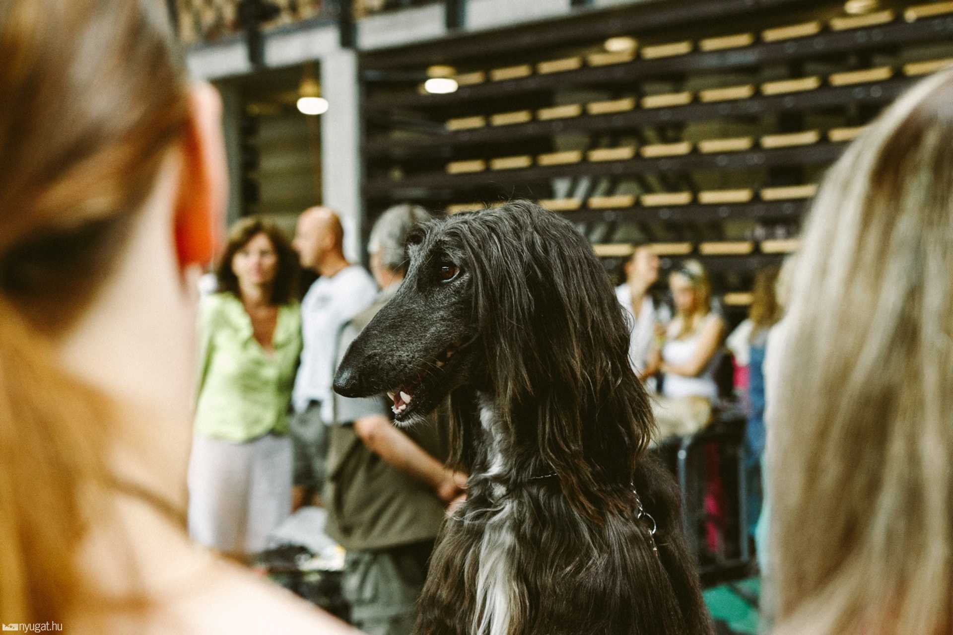 CACIB Kutyakiállítás 2014