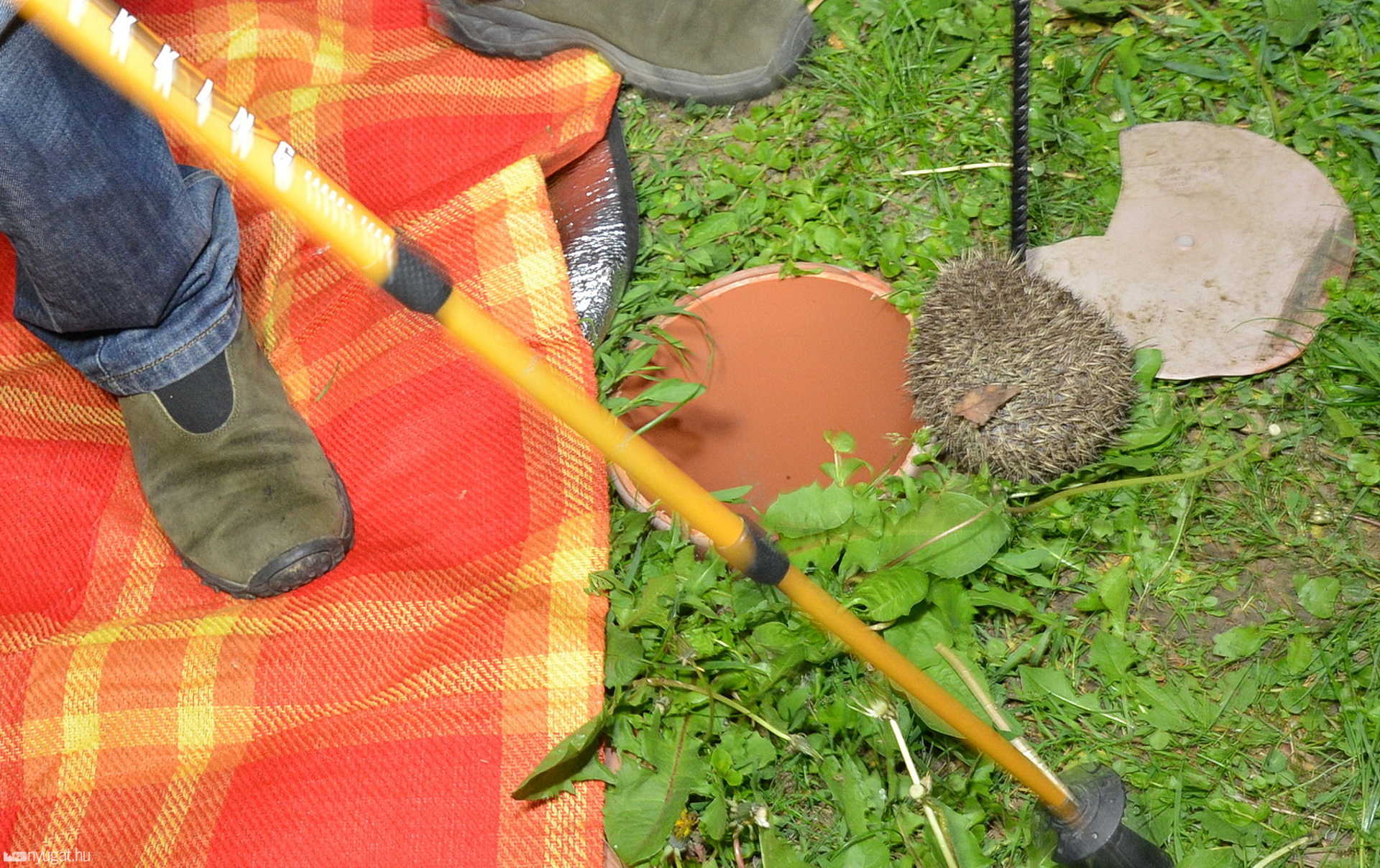 Csőbe zuhant sünt mentettek a szombathelyi Pelikán parkban