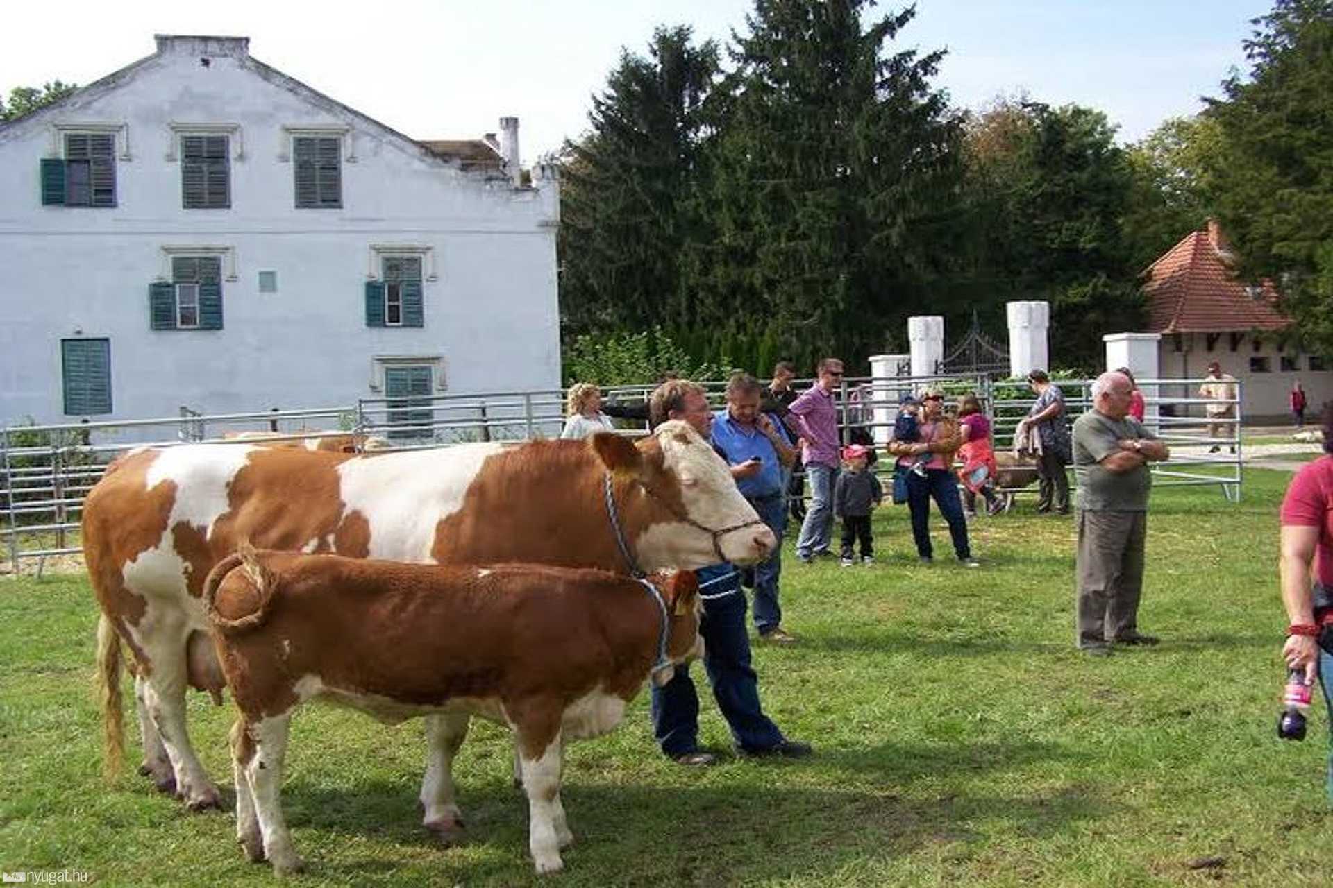 Vágómarha a borjával 
