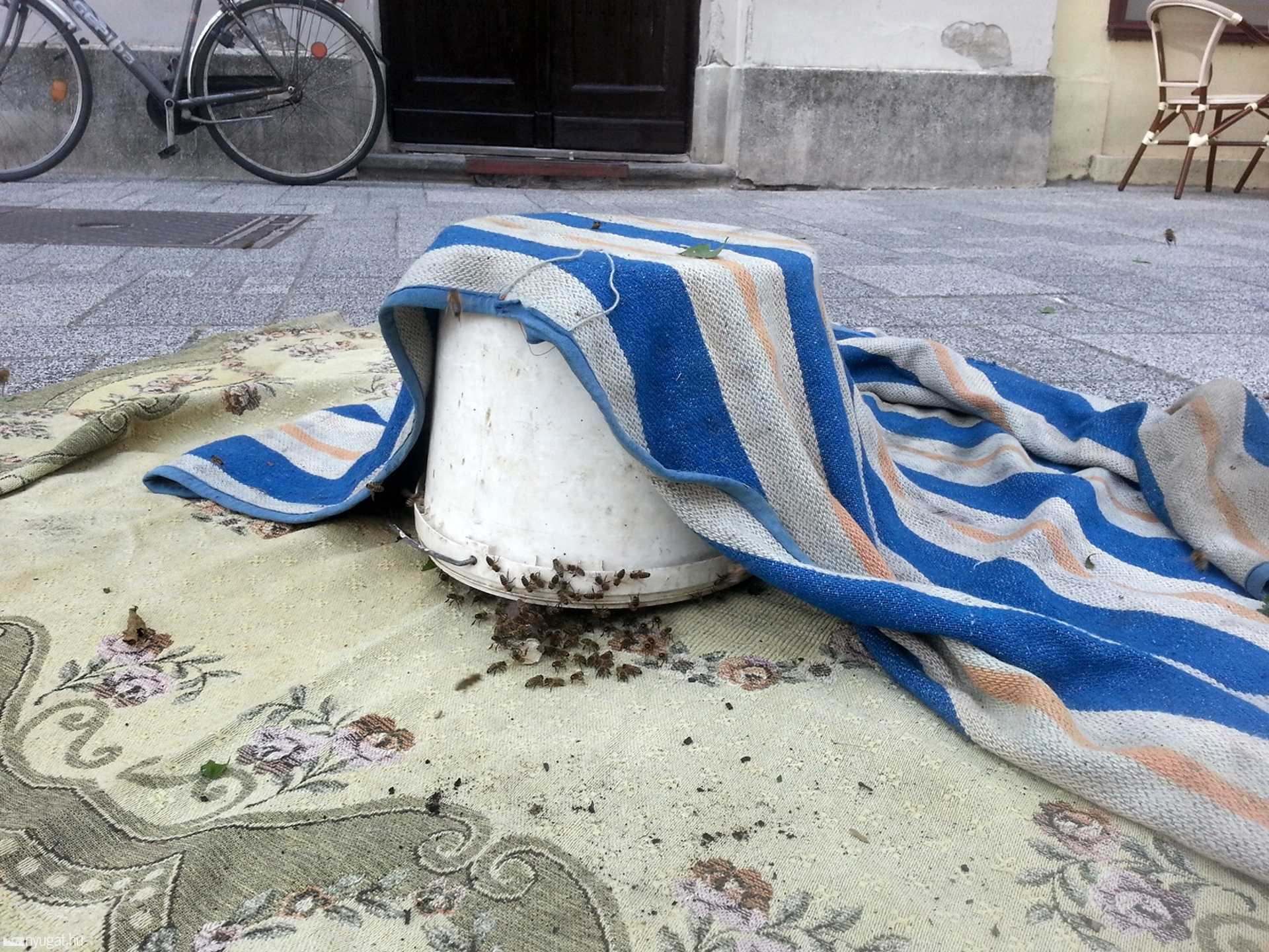 Két méhraj a szombathelyi Fő térnél