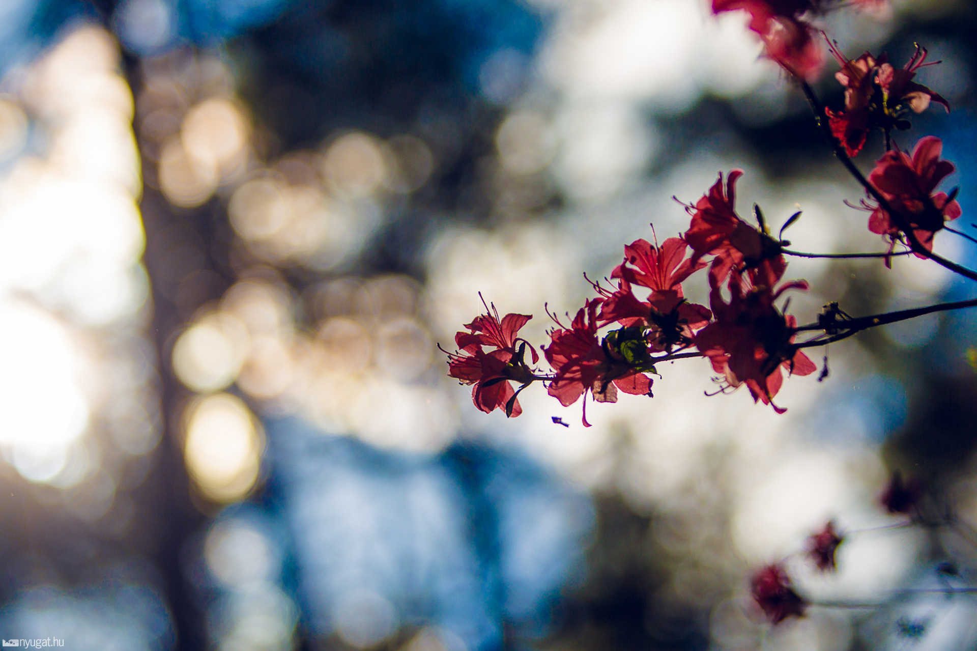 Virágzik a rhododendron a Jeli Arborétumban