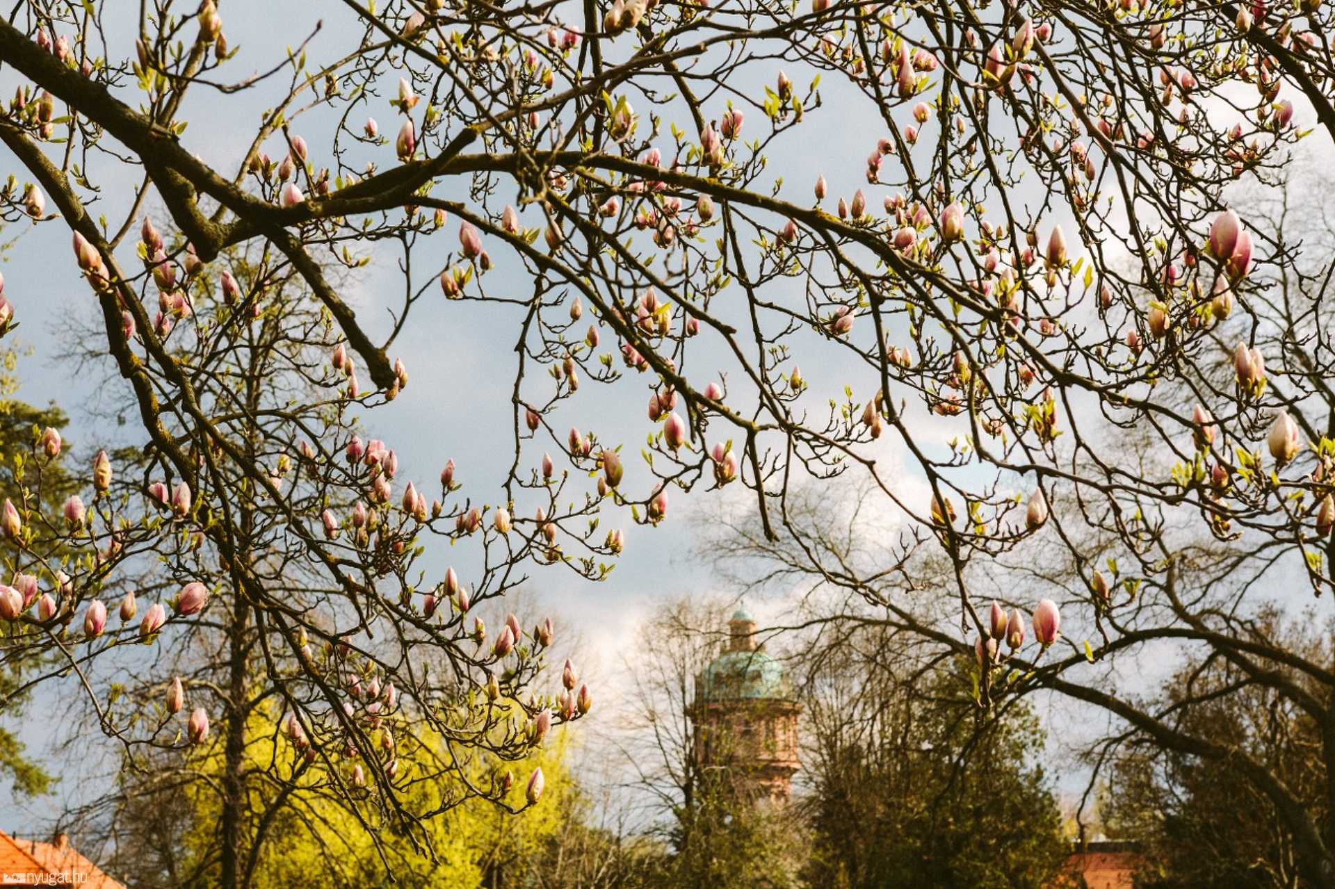 Tulipánfa - Gayer park