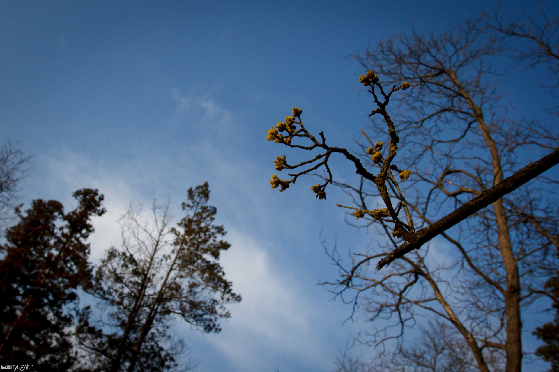 Tél végi séta az Arborétumban