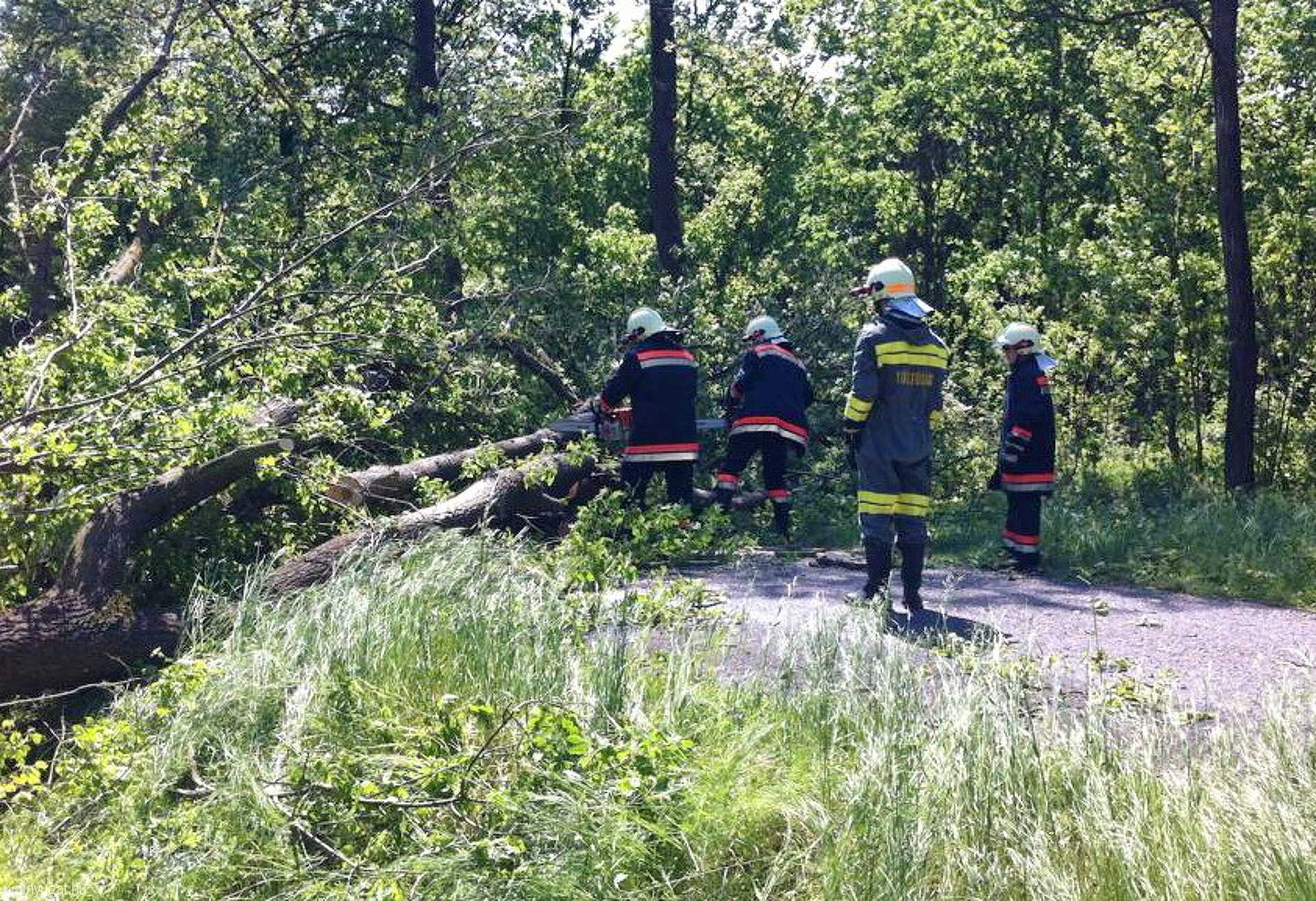 Útra dőlt fa Hosszúperesztegnél