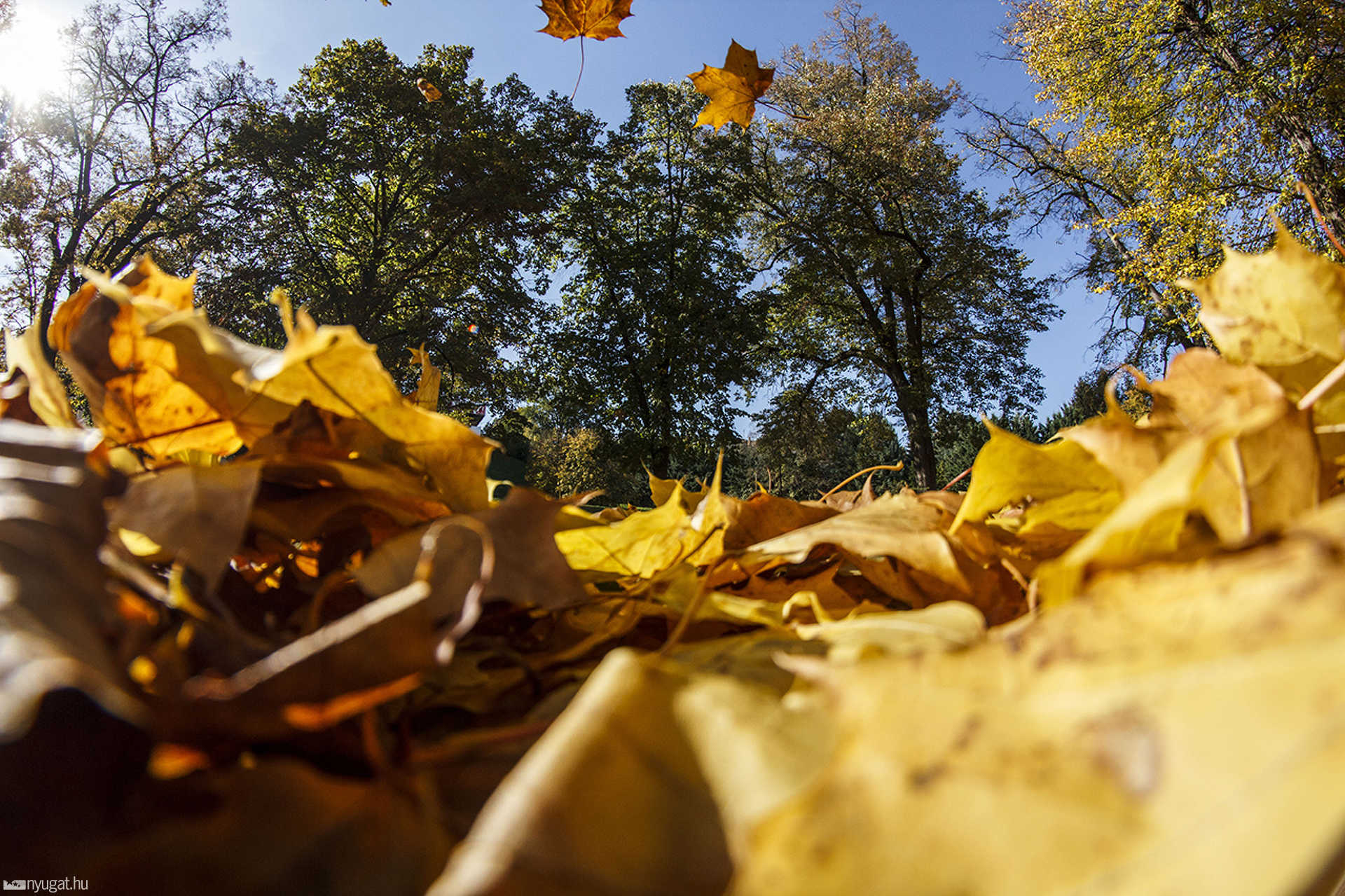 Ősz a Szent István parkban