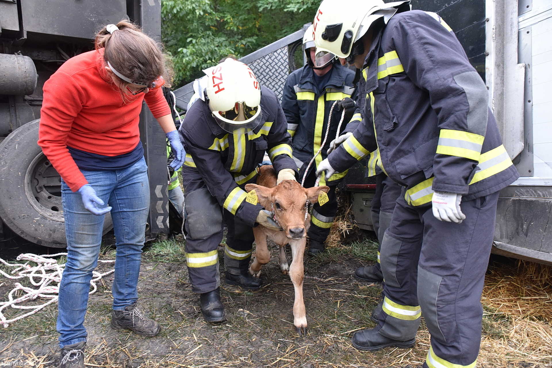 176 borjú borult fel a lengyel kamiononnal Balogunyomnál, a 86-oson