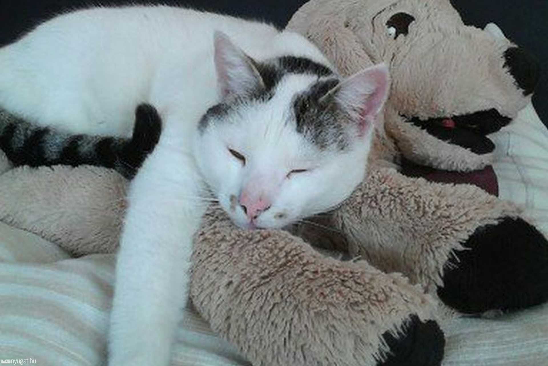 Zénó 2007 decemberében talált sérült,fagyott cicafiú. Azóta szépséges kandúrrá vált.