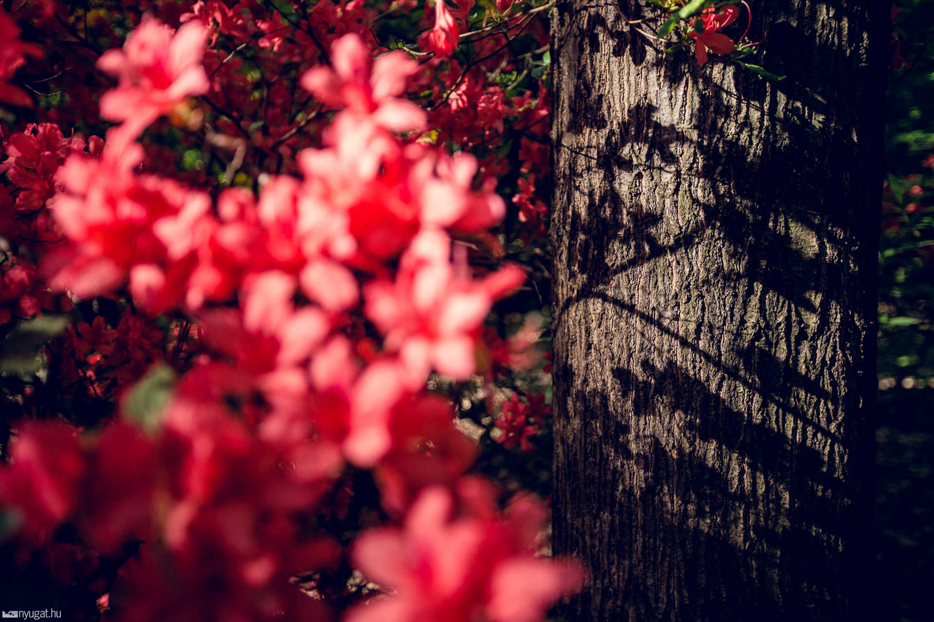 Virágzik a rhododendron a Jeli Arborétumban