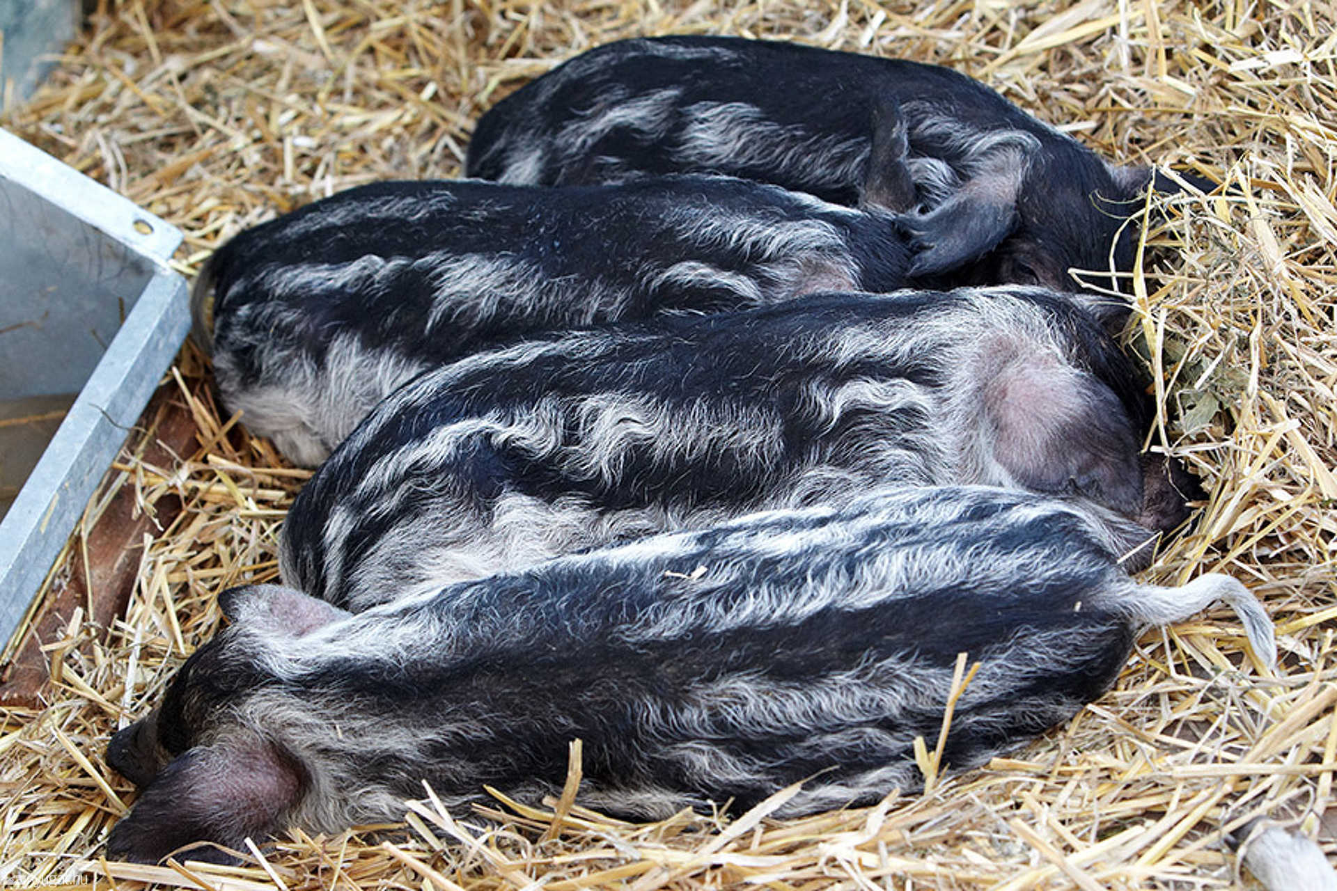 Mangalica fesztivál 2010.