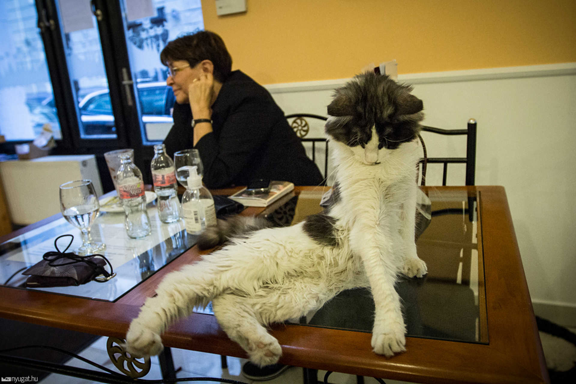 Cat Café Budapest