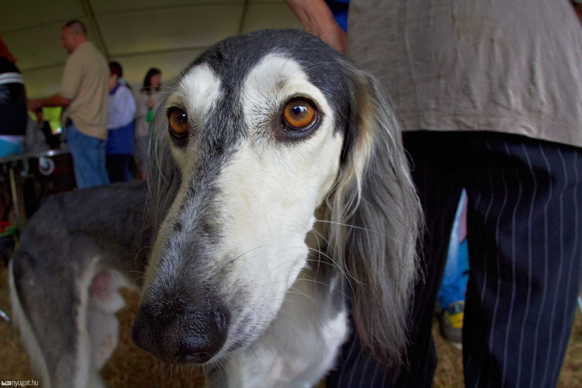 CACIB Kutyakiállítás 2012