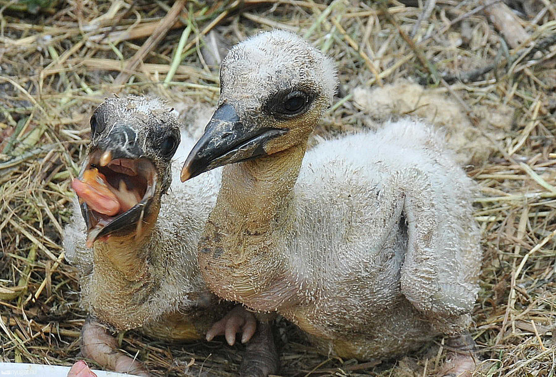Gólyafiókák a Chernel-kertben, Kőszegen