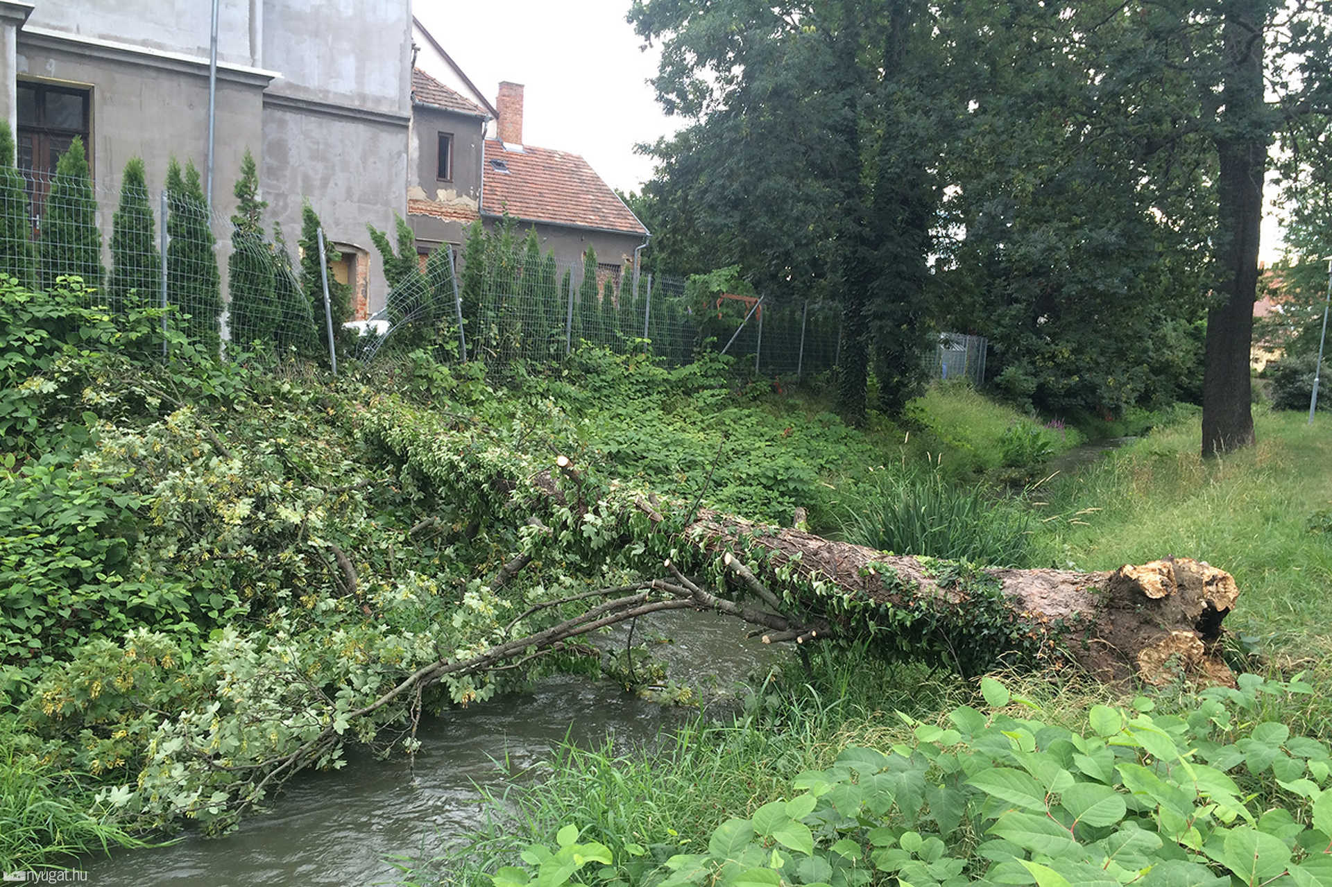 Kidőlt fa a Gyöngyös felett