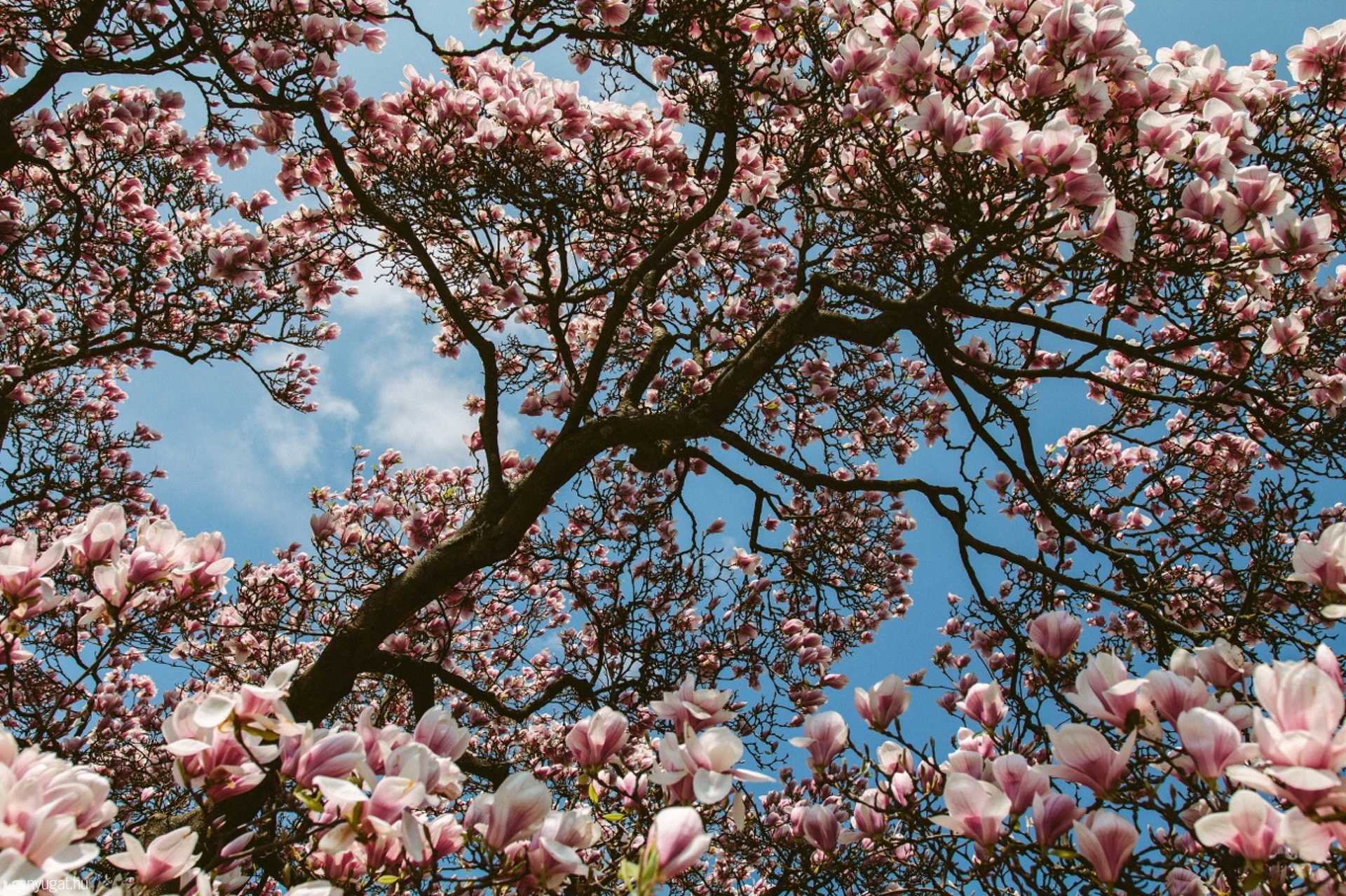 Virágzik a tulipánfa