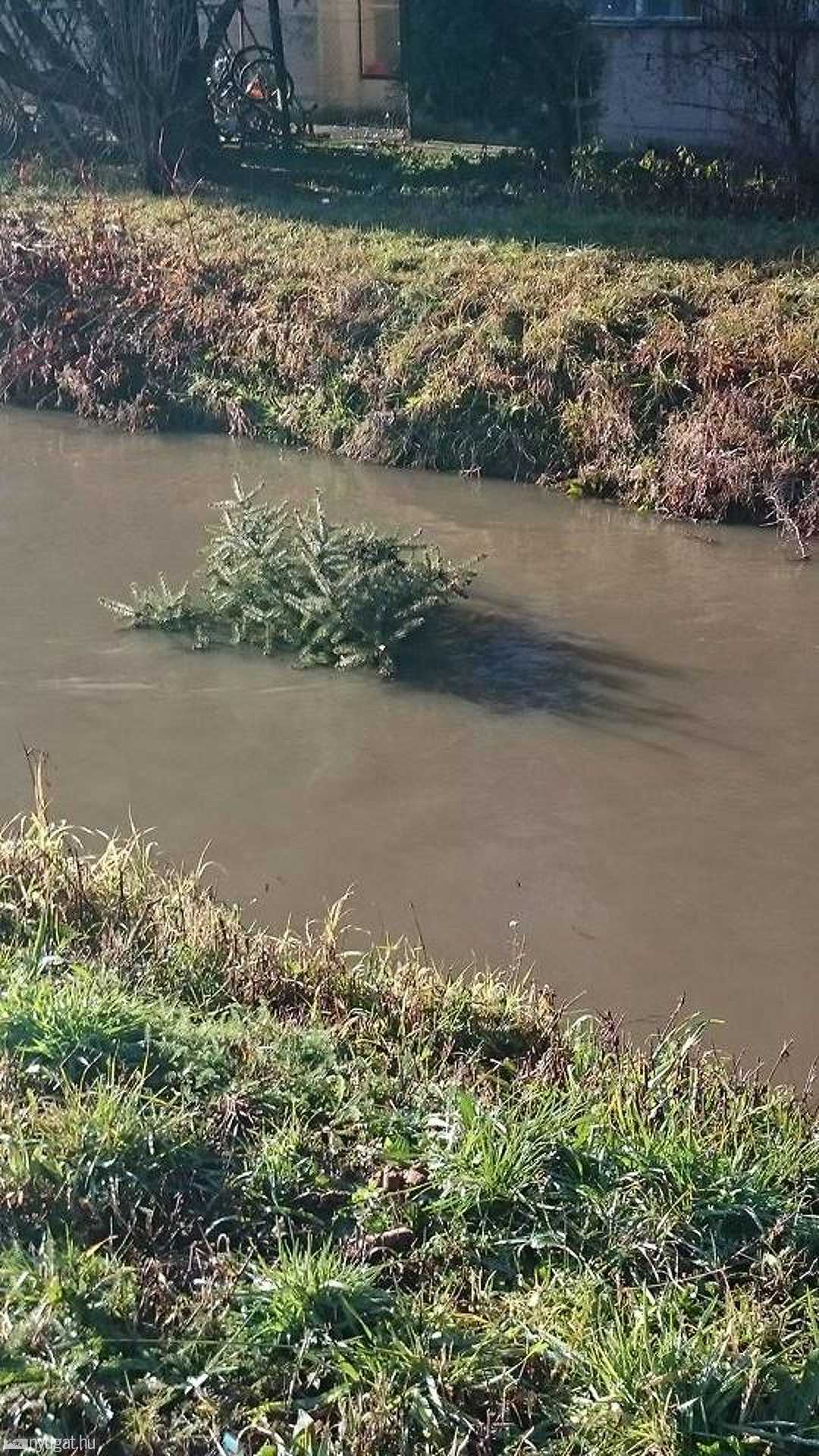 Fenyőfákat dobtak a patakba