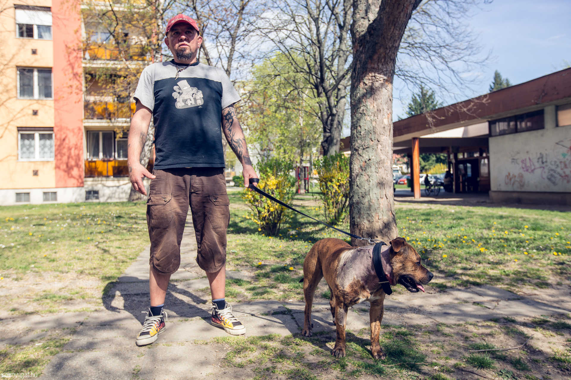 Jocó, a megkéselt kutya