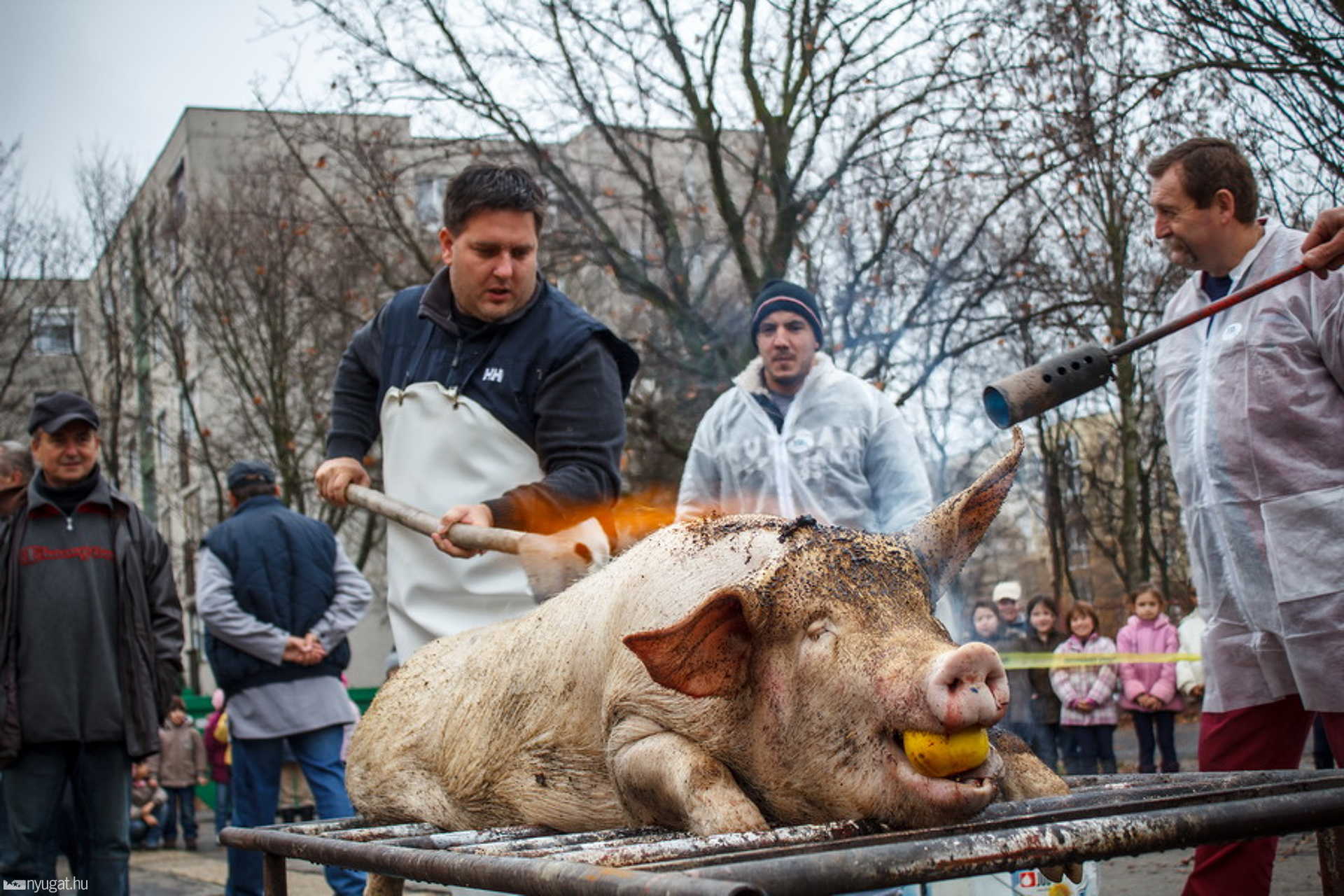 Disznóvágás a Váci Mihály iskolában