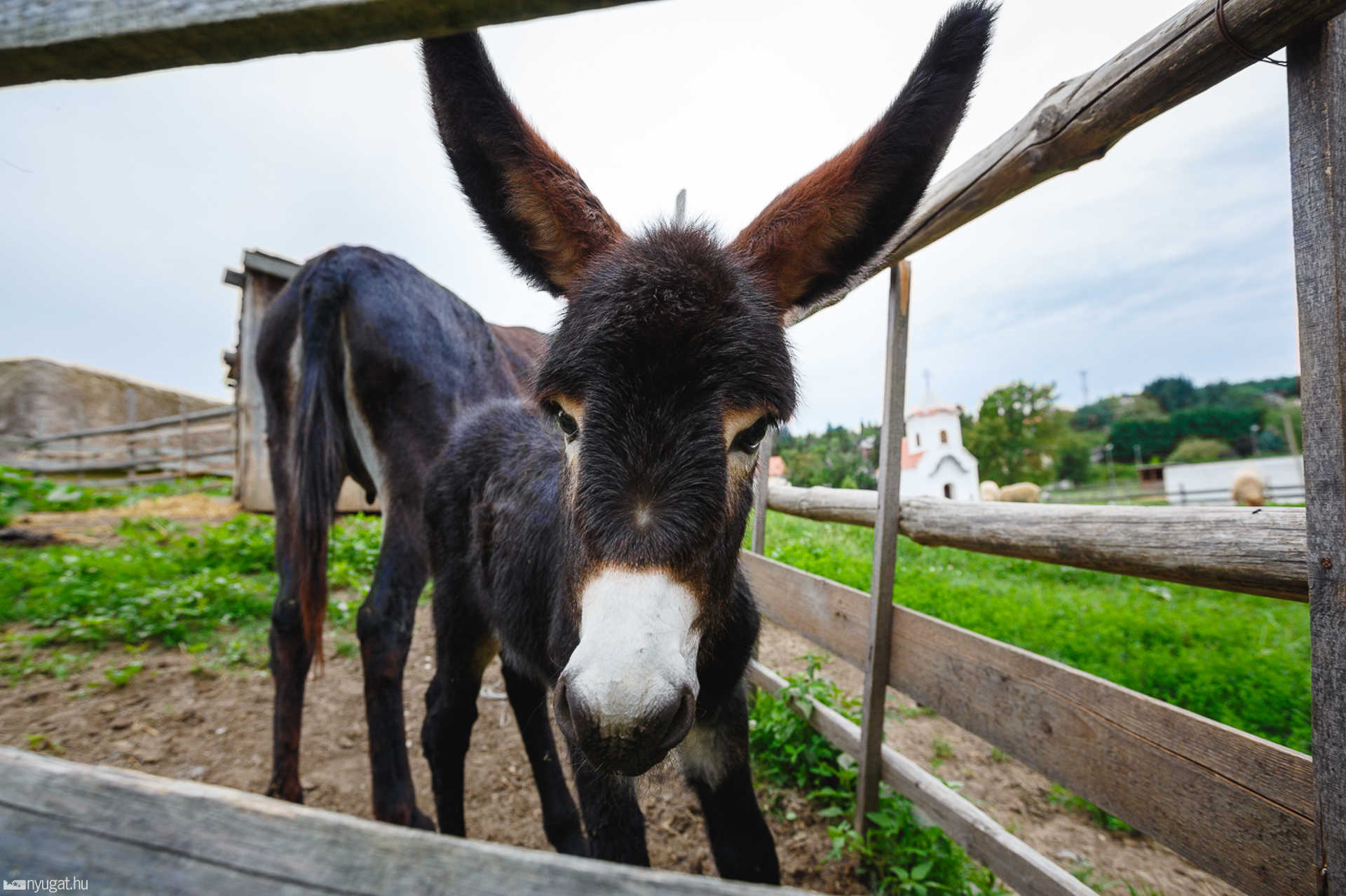 Kiscsacsi született a Vasi Skanzenben